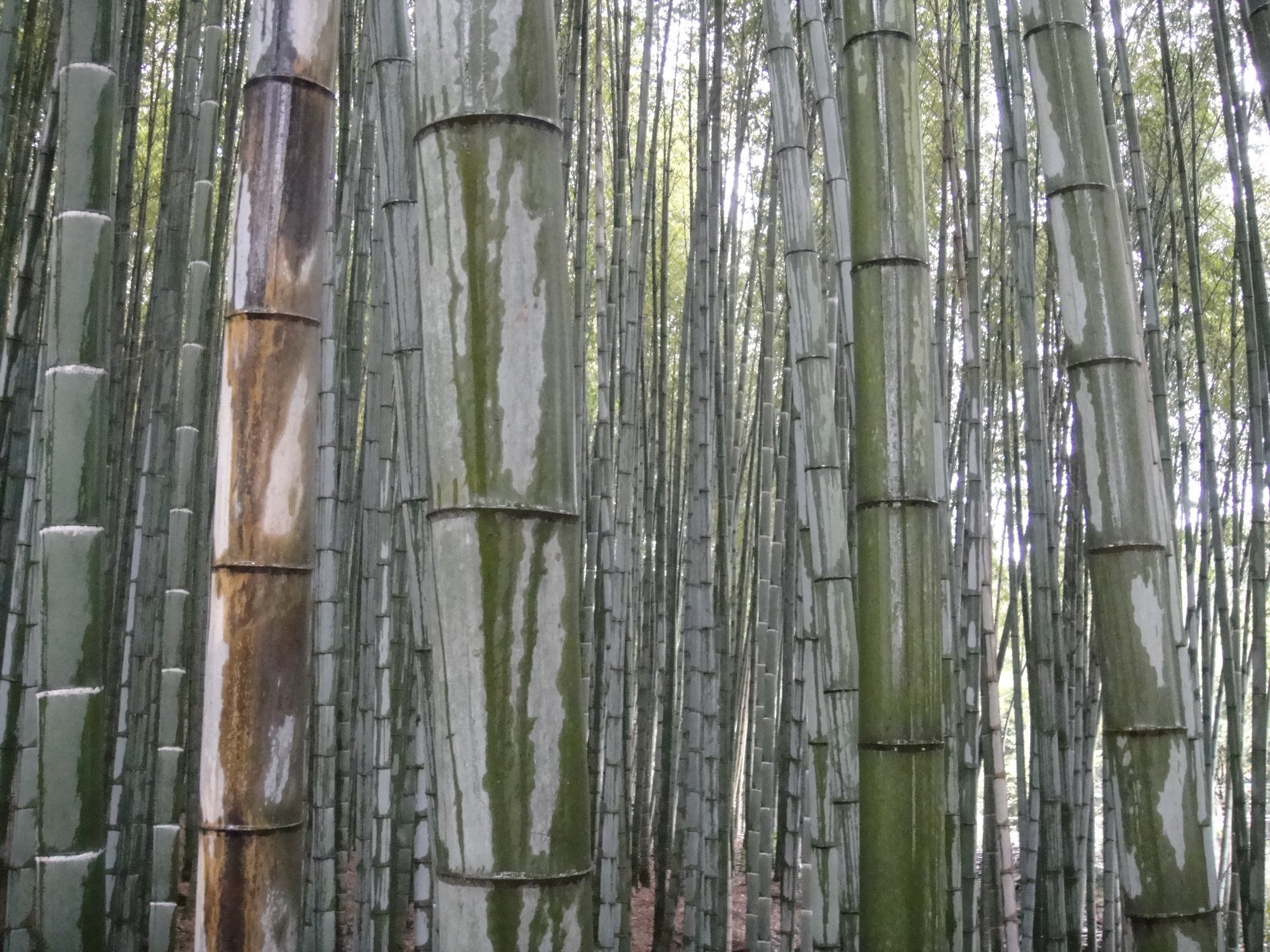 arashiyama.jpg