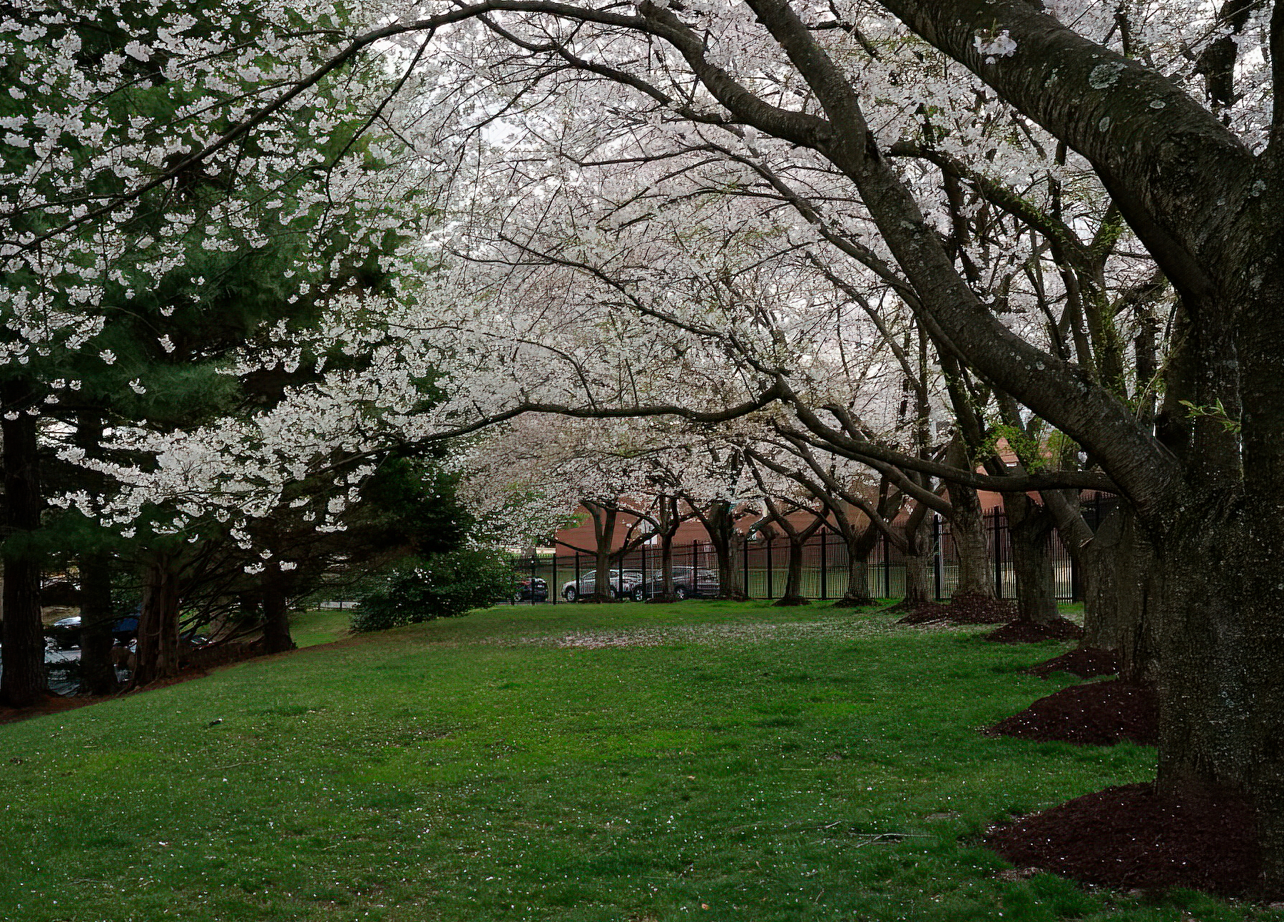 Archway of Blossoms.jpeg