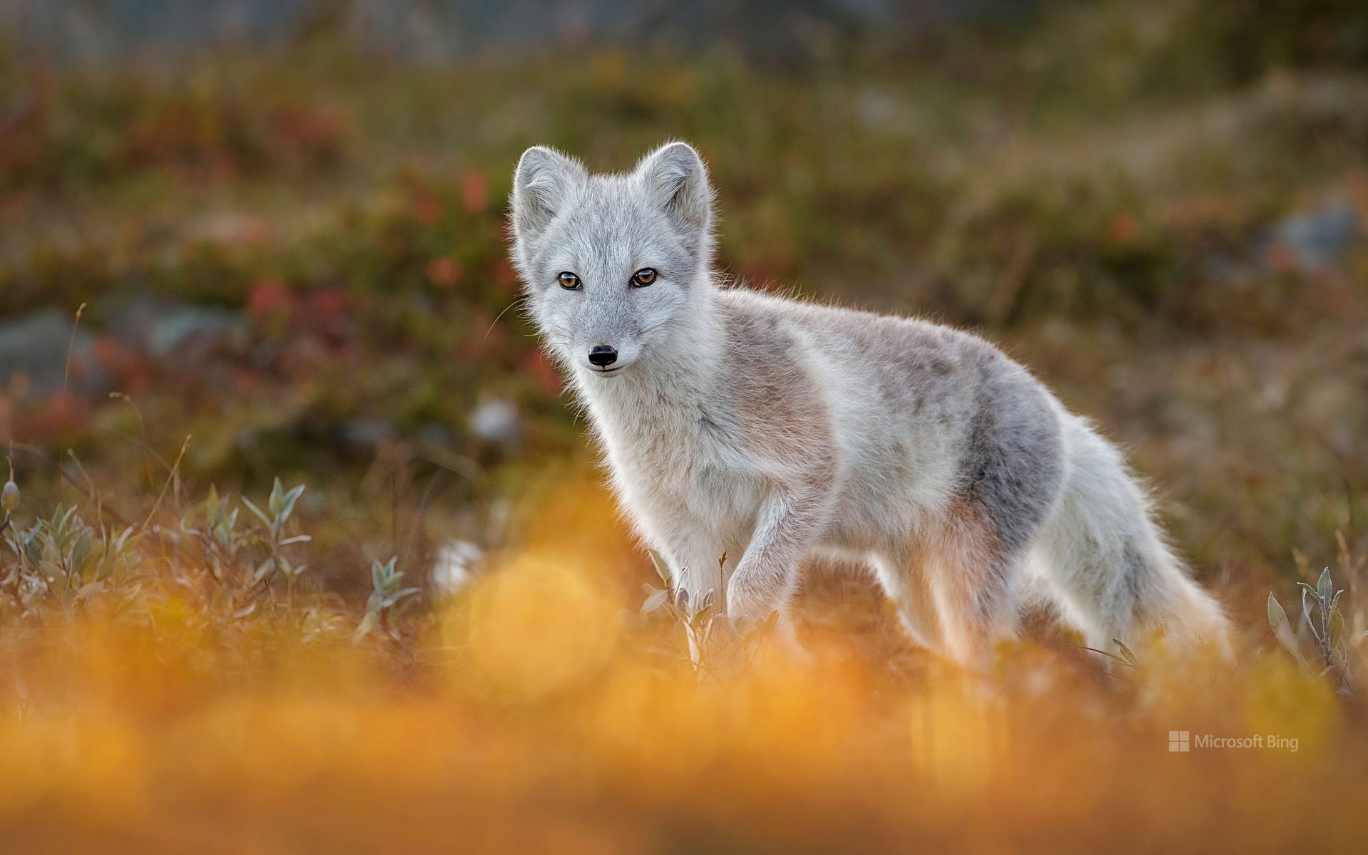 Arctic fox - Microsoft Bing.jpg