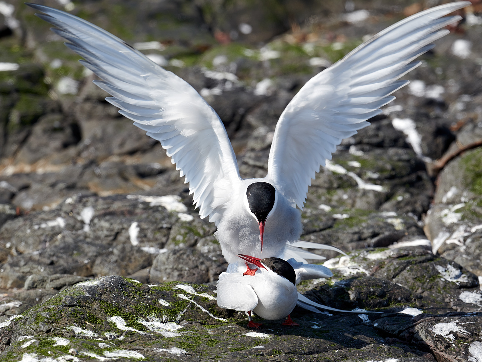 Arctic Terns 1.jpg