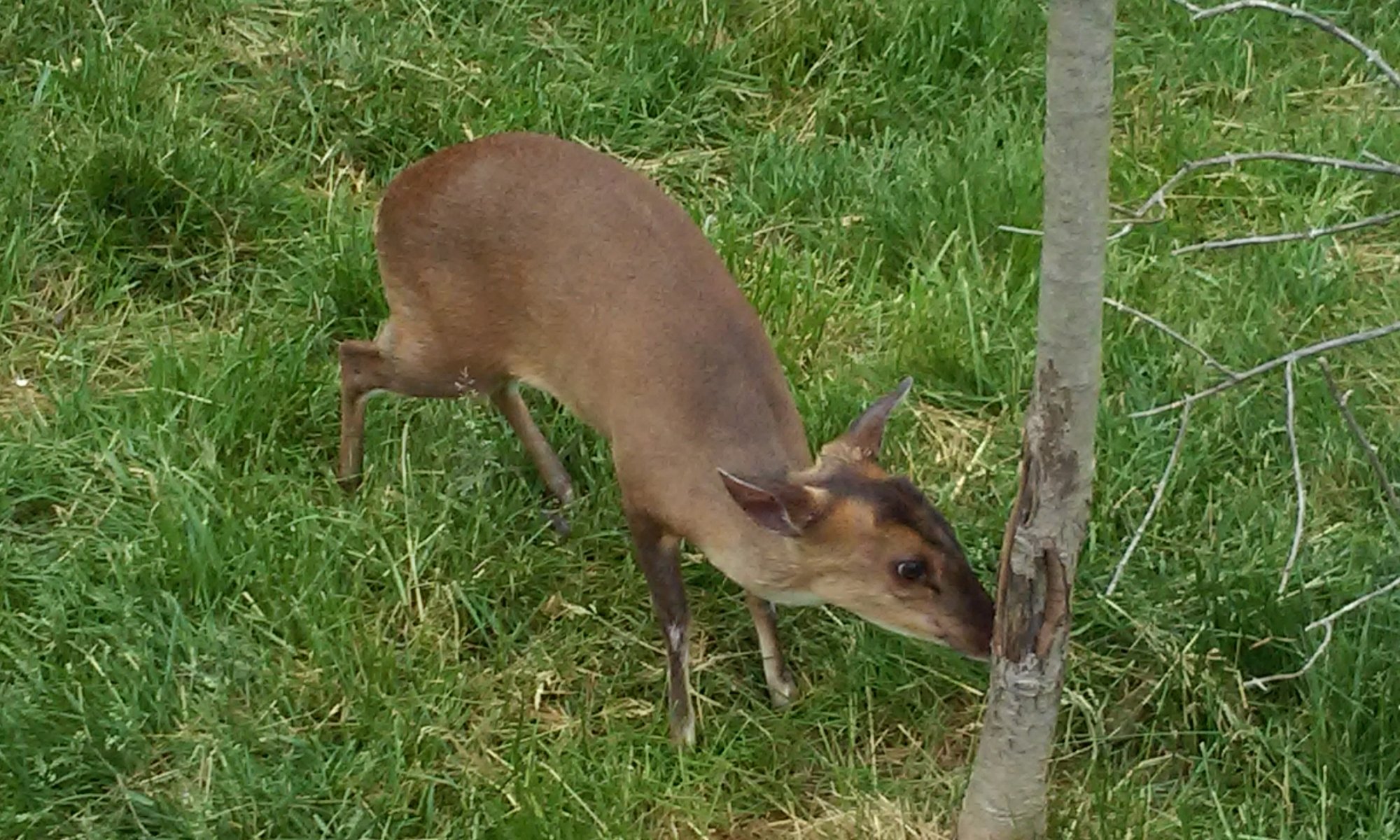 Asian deer.jpg