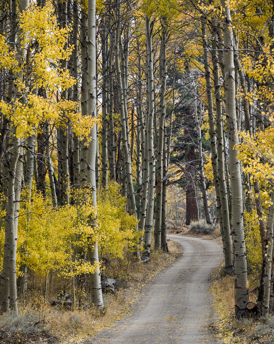 Aspens_002_2017_10_17_1937.jpg