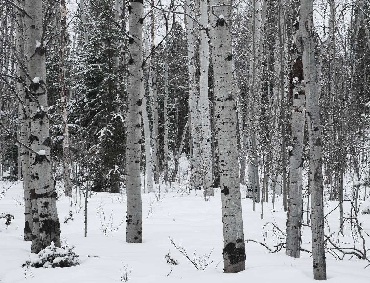 Aspens_013_2023_01_16_0355.jpg