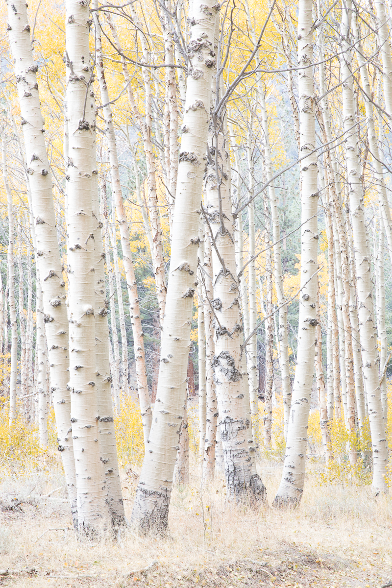 Aspens_053_2017_10_17_1988.jpg