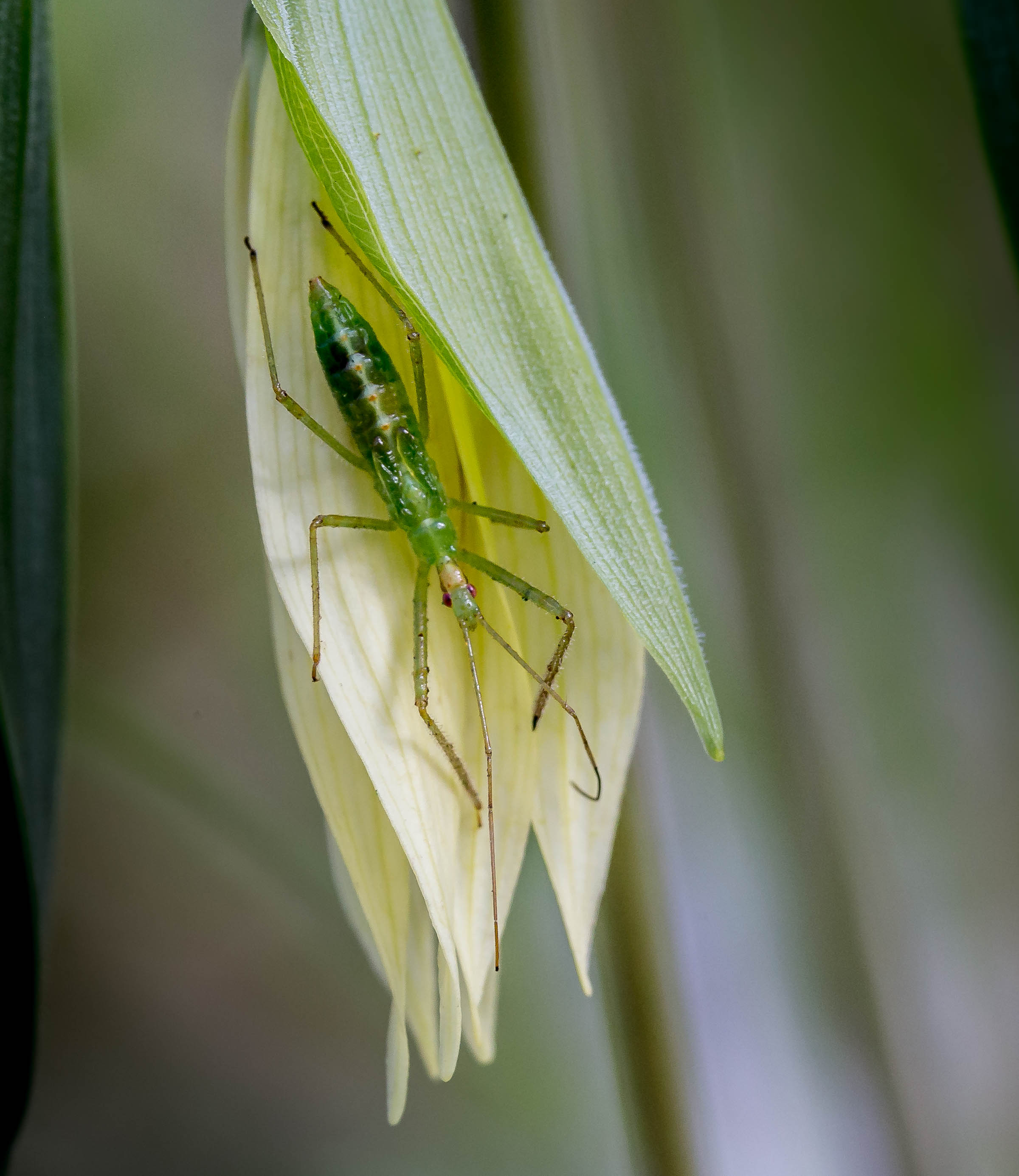 Assassin Bug Nymph on Bellwort-.jpg