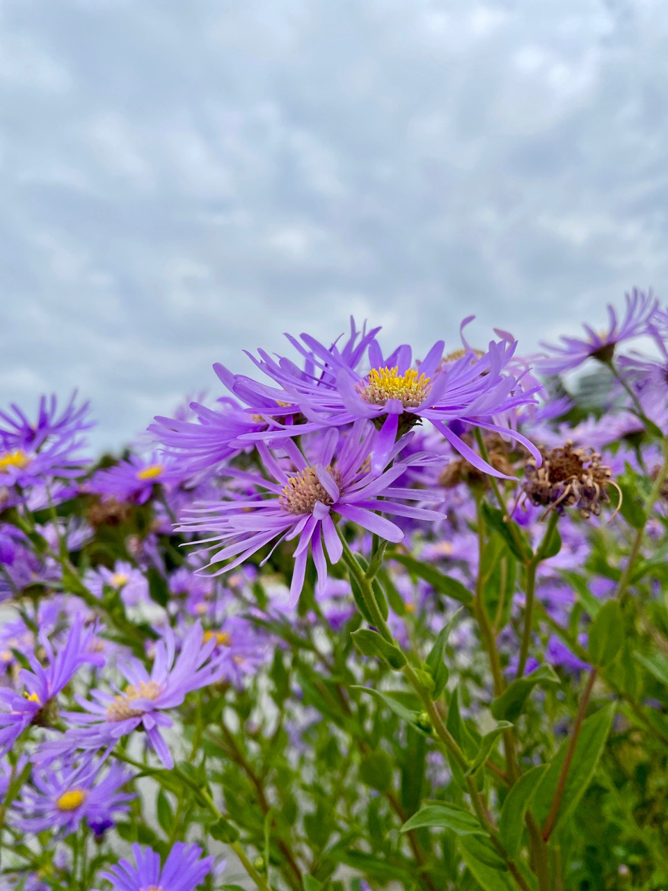 Aster Alpinus.jpg