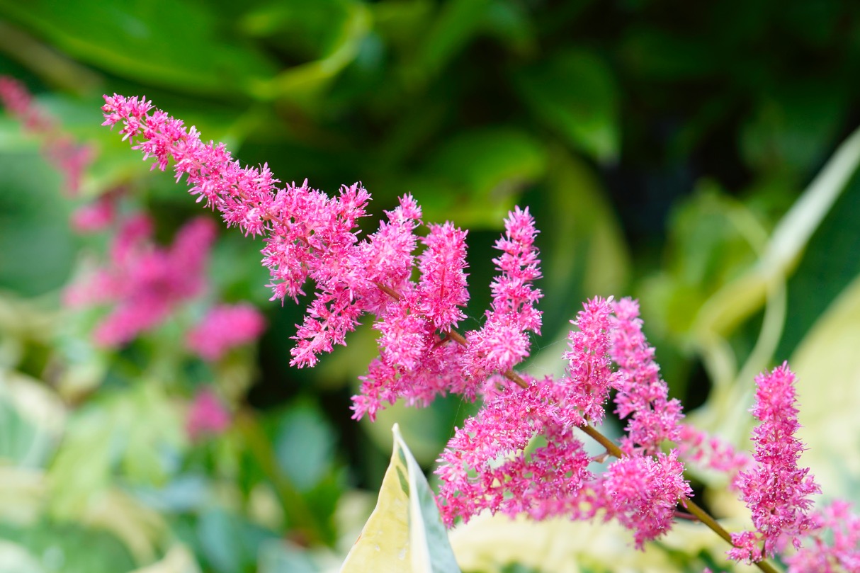 Astilbe.jpg