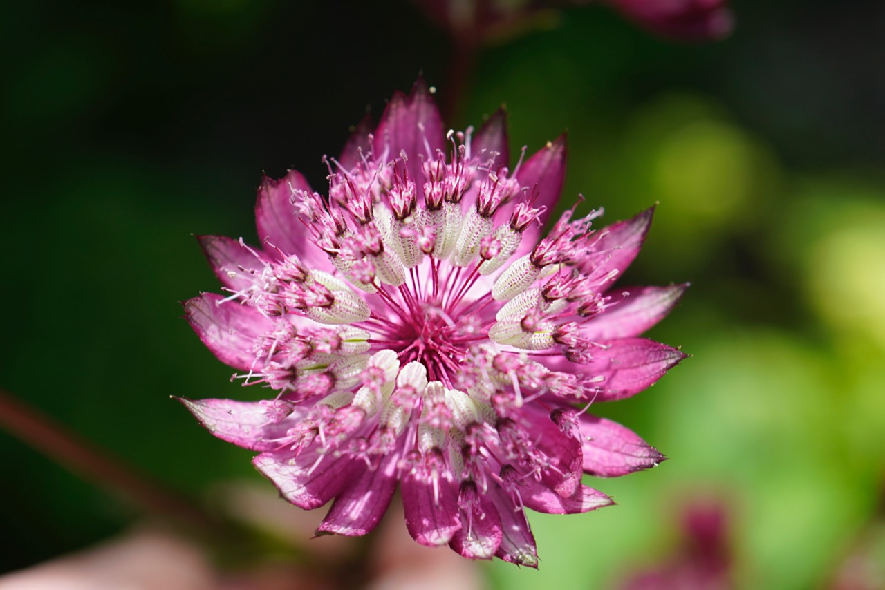 Astrantia red.jpg