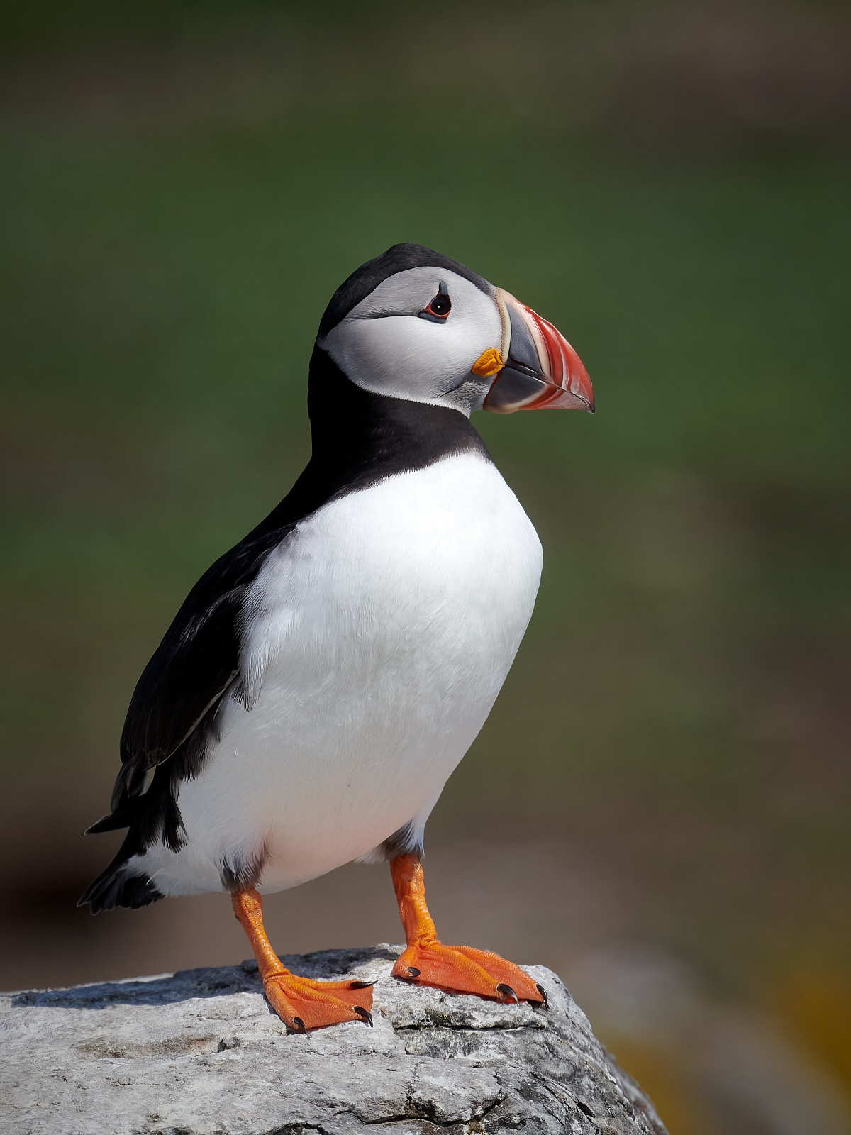 Atlantic Puffin  1.jpg