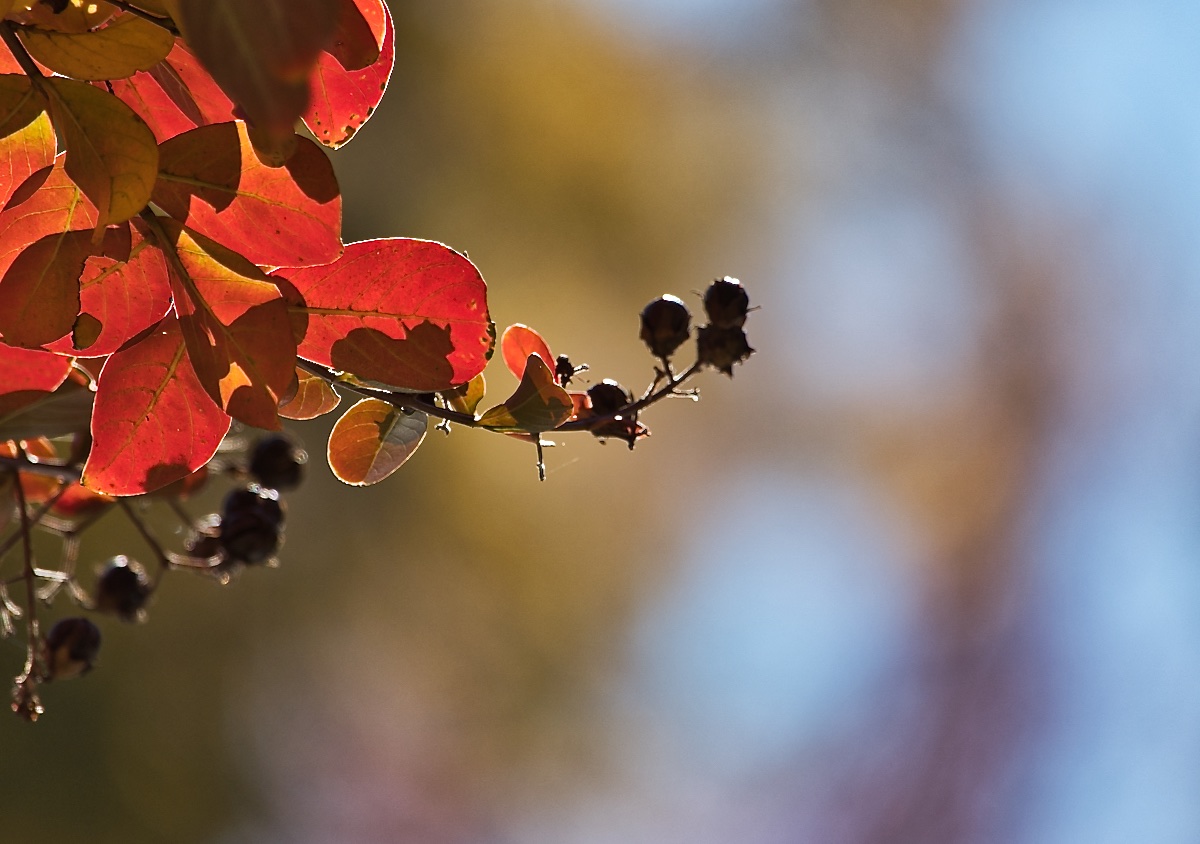 Autumn Berries.jpg