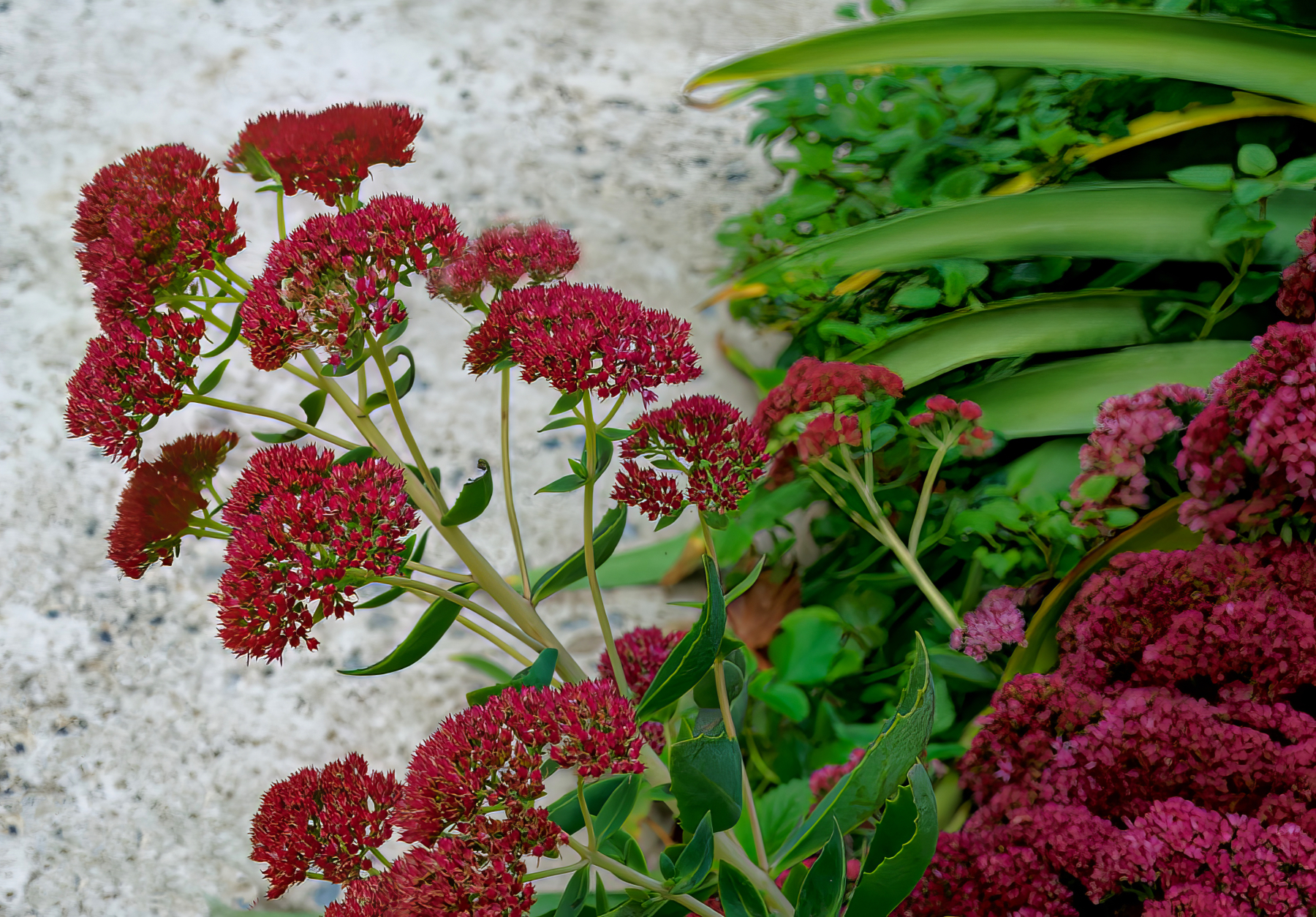 Autumn Blooms.jpeg