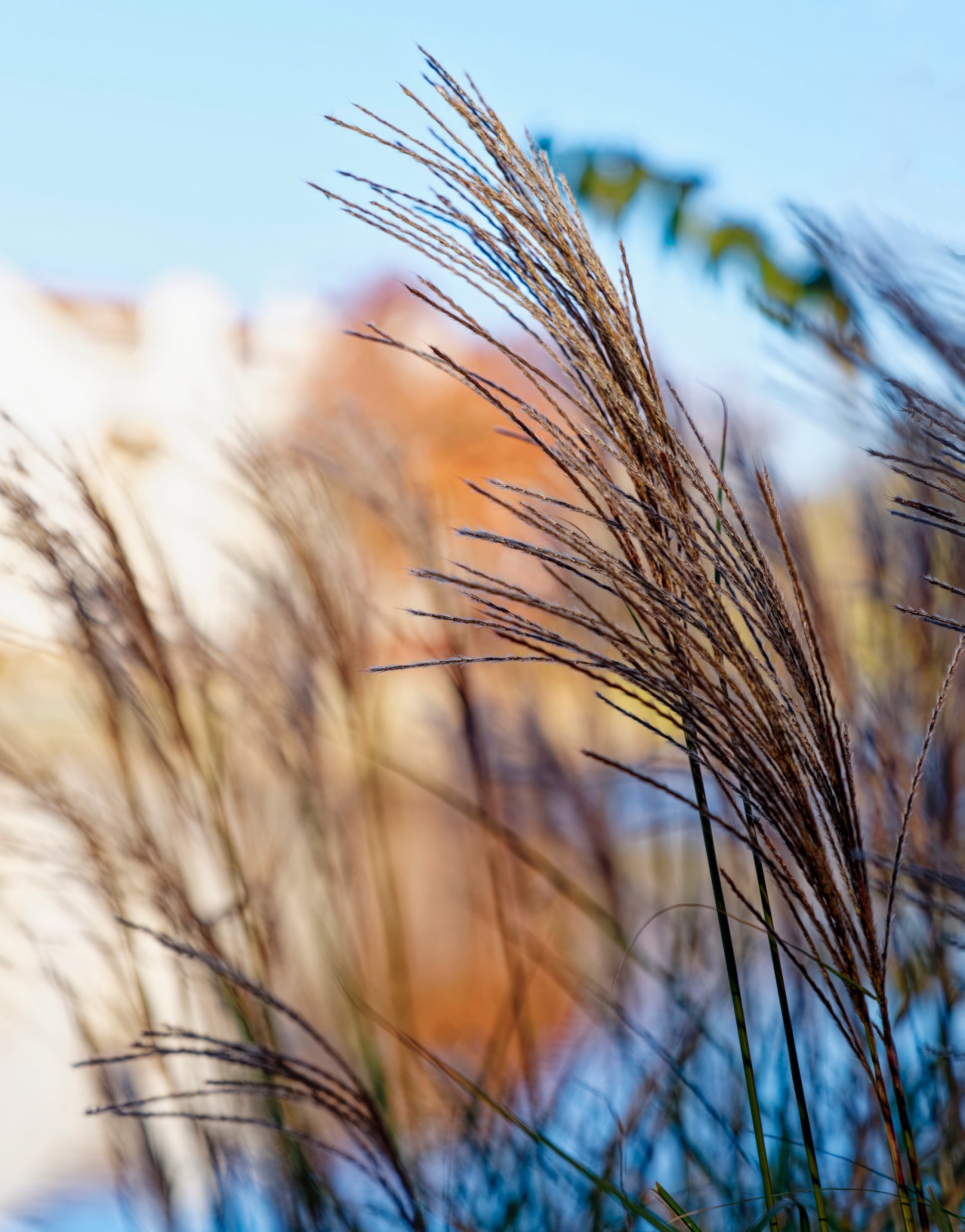 Autumn Grasses Catching the Color.jpeg