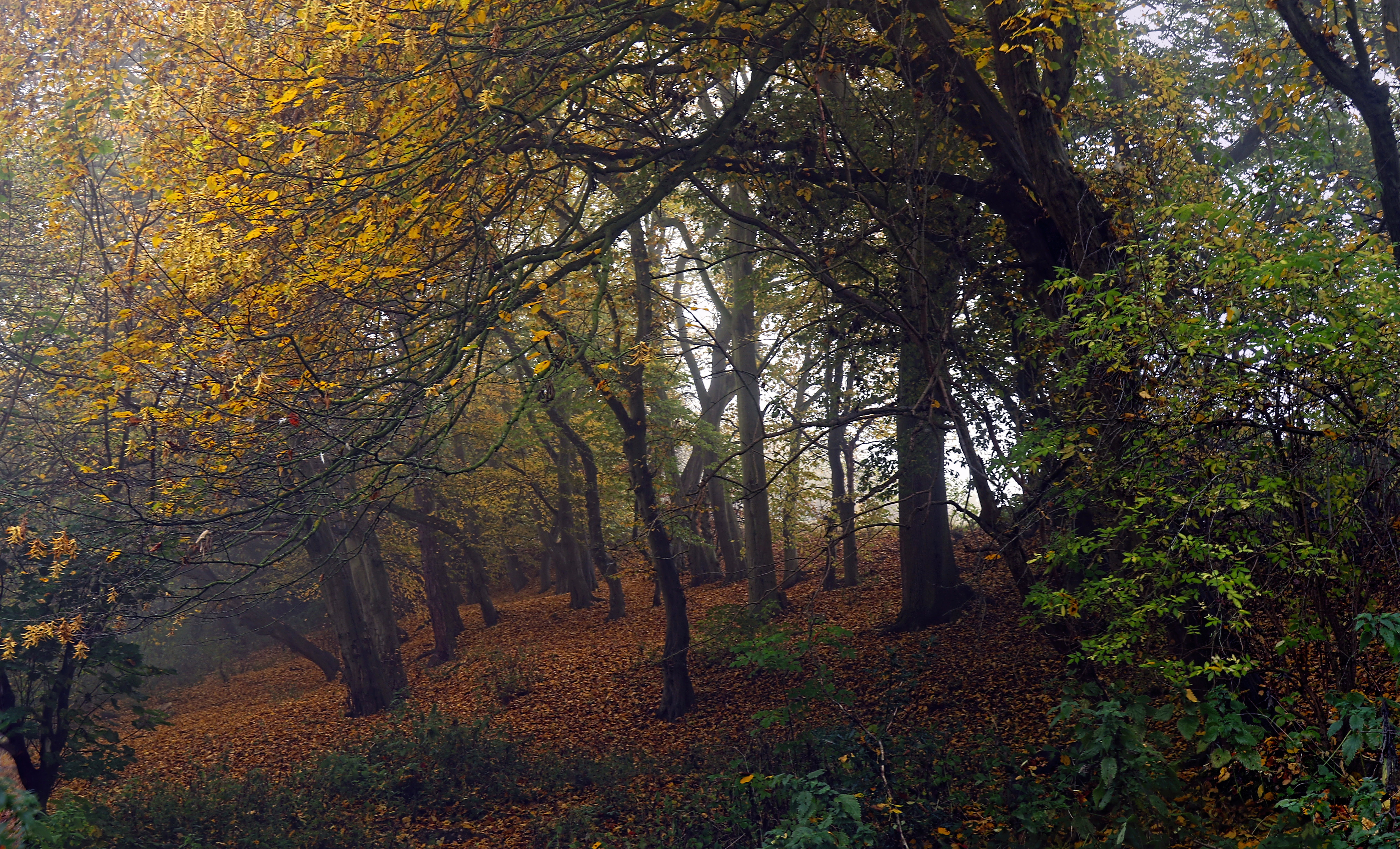 Autumn leaves fog.jpg