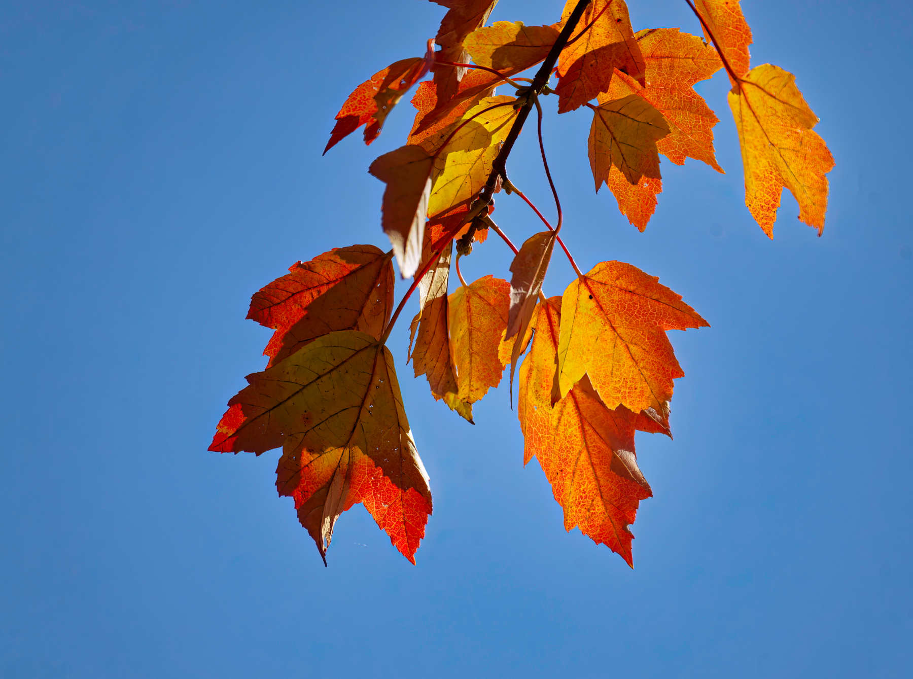 Autumn Leaves in the Sun.jpeg