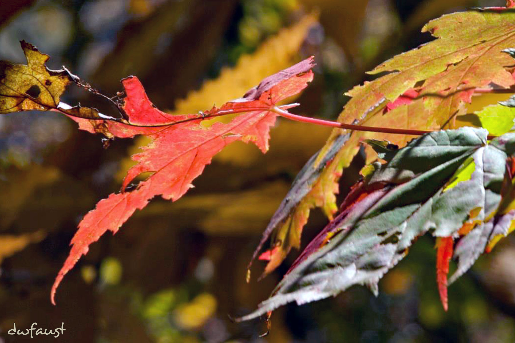 Autumn-Leaves.jpg