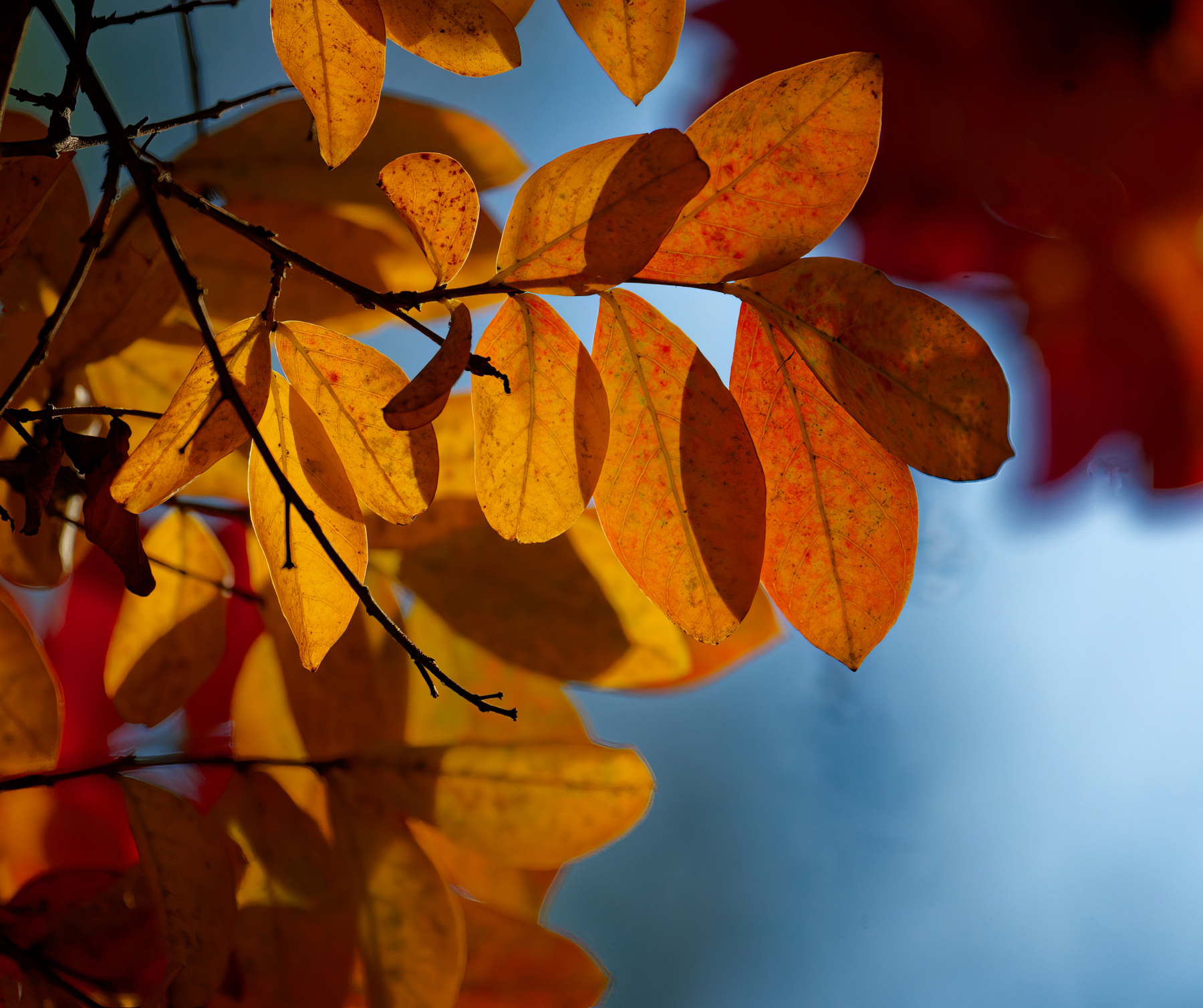 Autumn Leaves of Red and Gold 4.jpeg