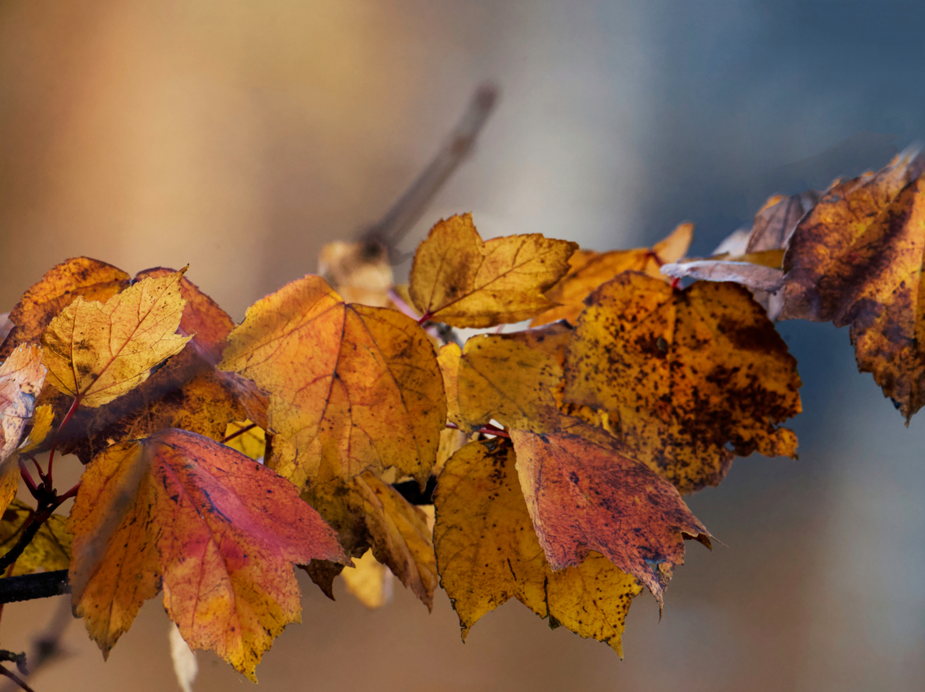 Autumn Leaves on a Glorious Day.jpeg