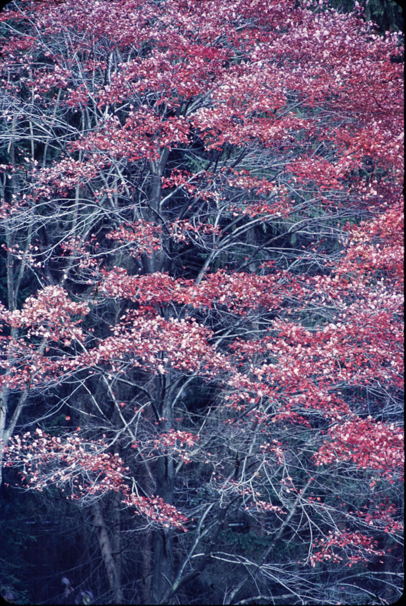 autumn_ny_bare_trees_1974.jpg