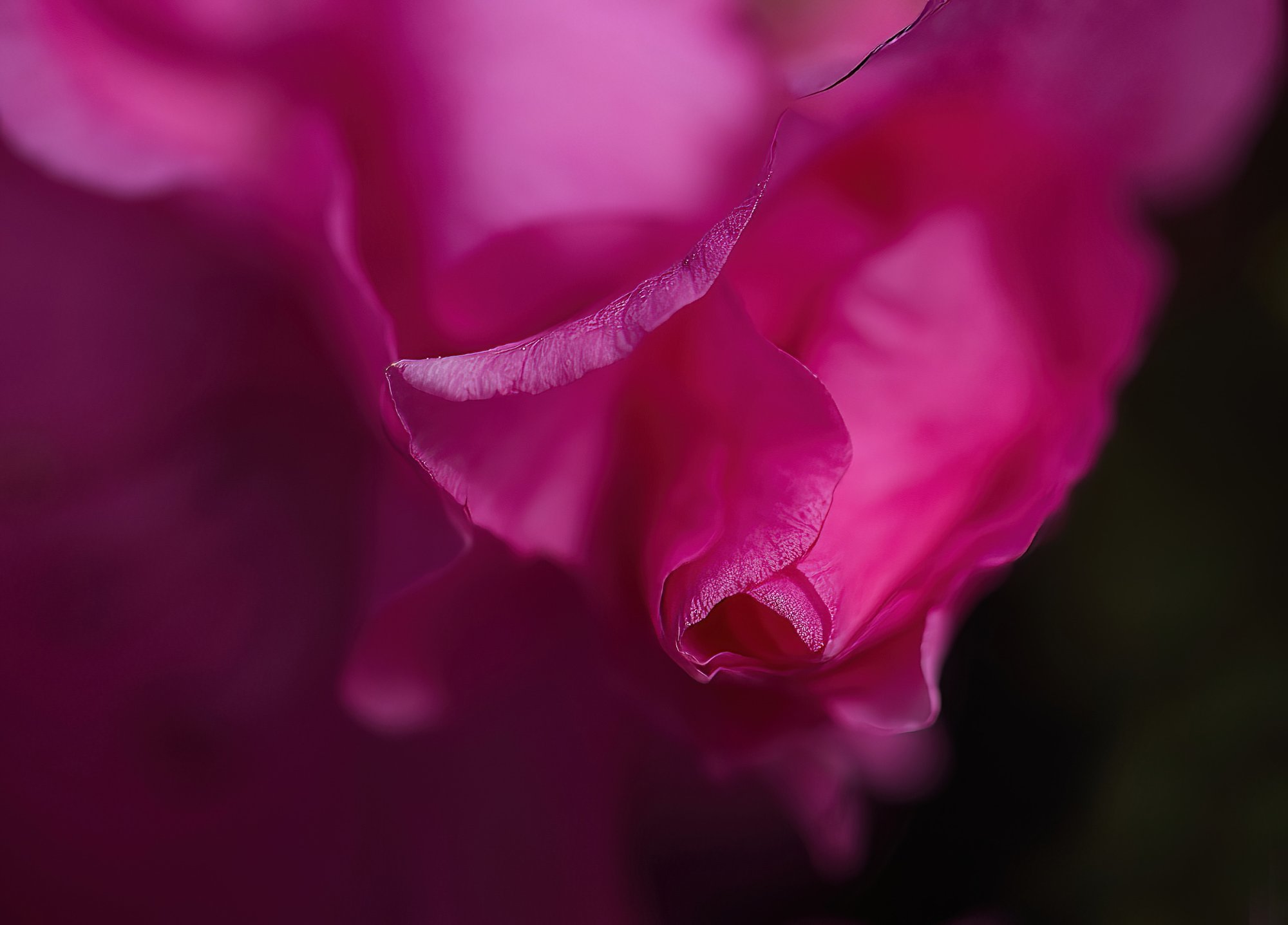 Azalea Close Up.jpg