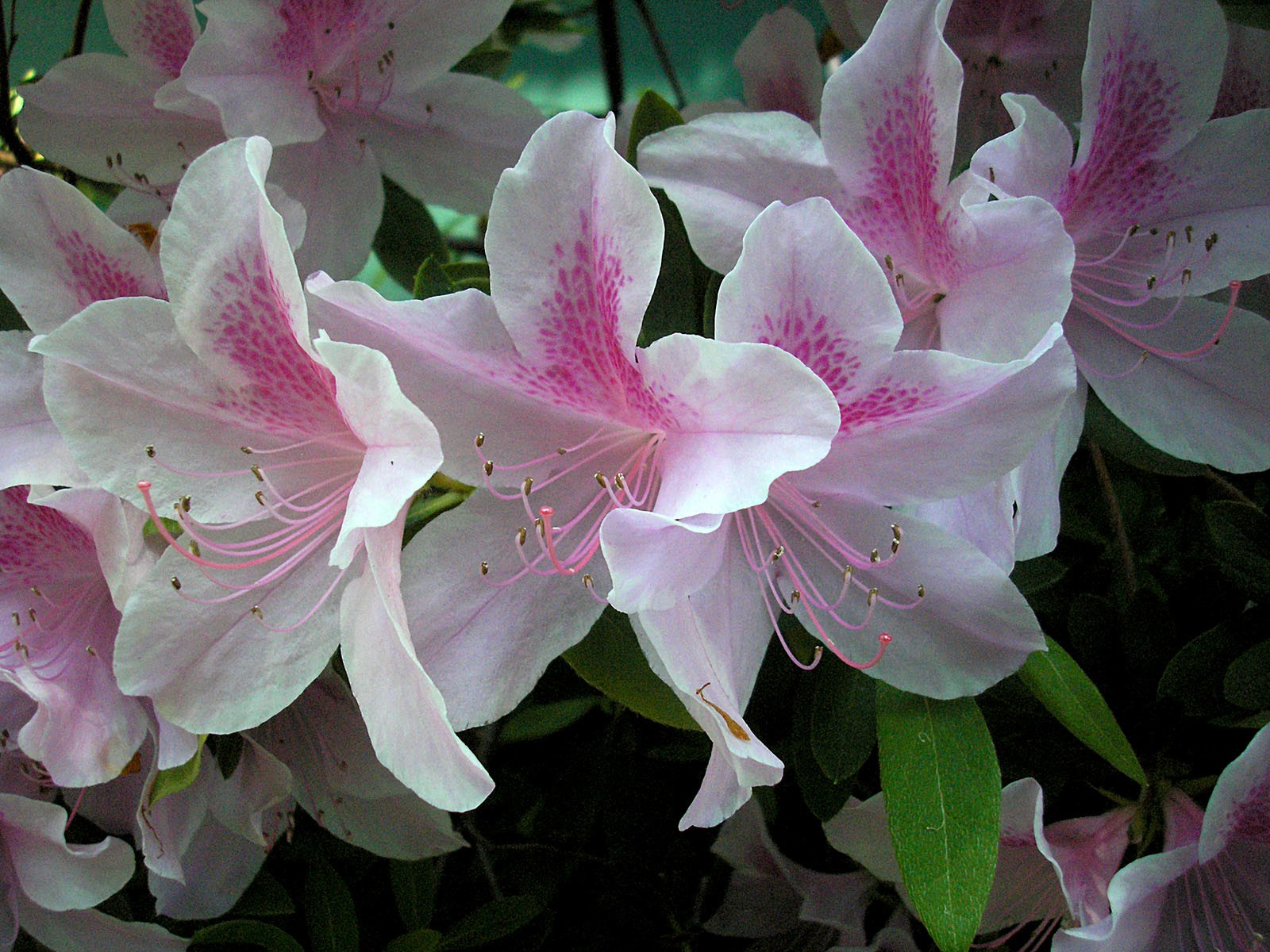 Azaleas 2_compress48.jpg