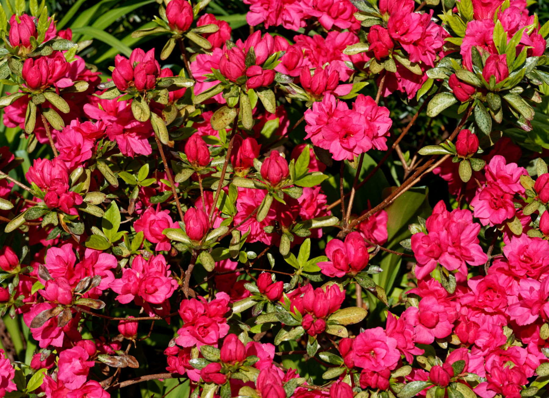 Azaleas Bursting into Bloom.jpg