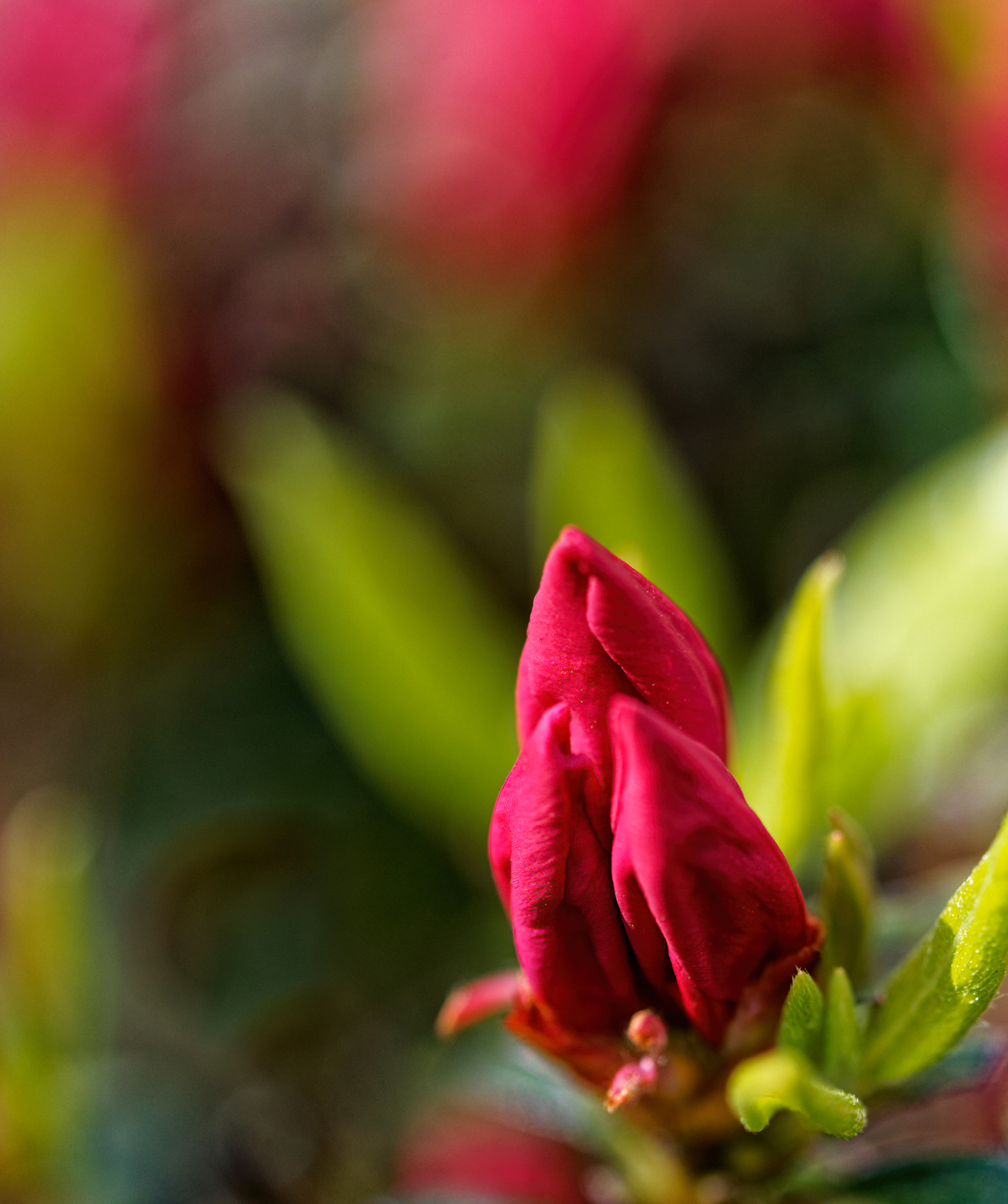 Azaleas Ready to Bloom.jpeg