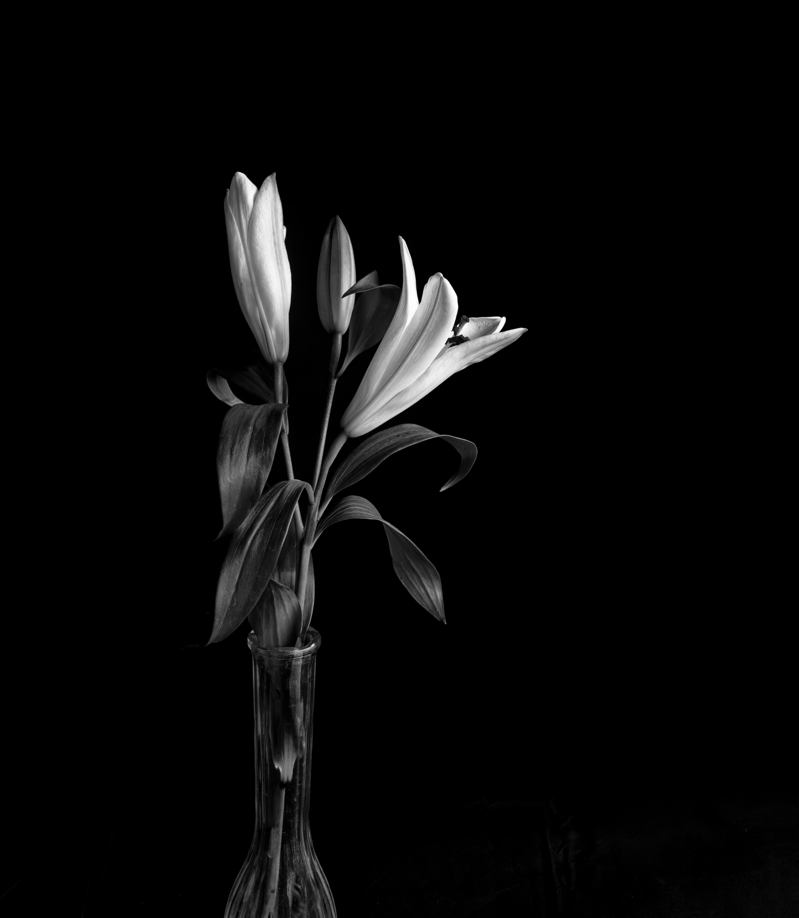  B&W Lilies.jpeg