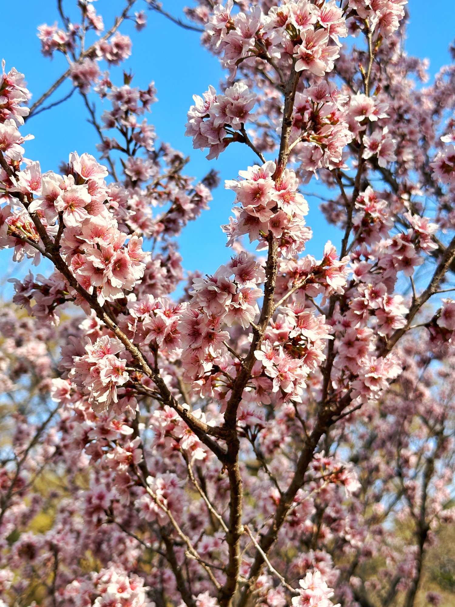 B1301428-074B-4AE2-9F96-F74E41399956.jpeg