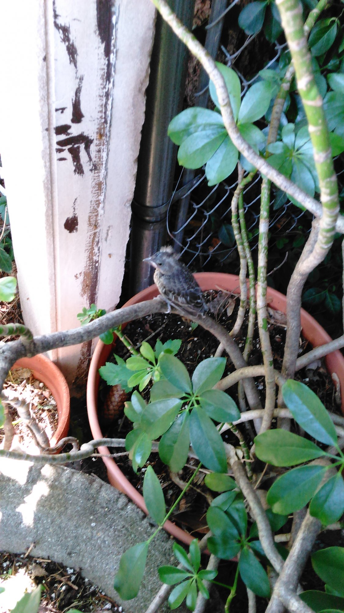 Baby bird in Arden-Roland back yard.jpg.jpg