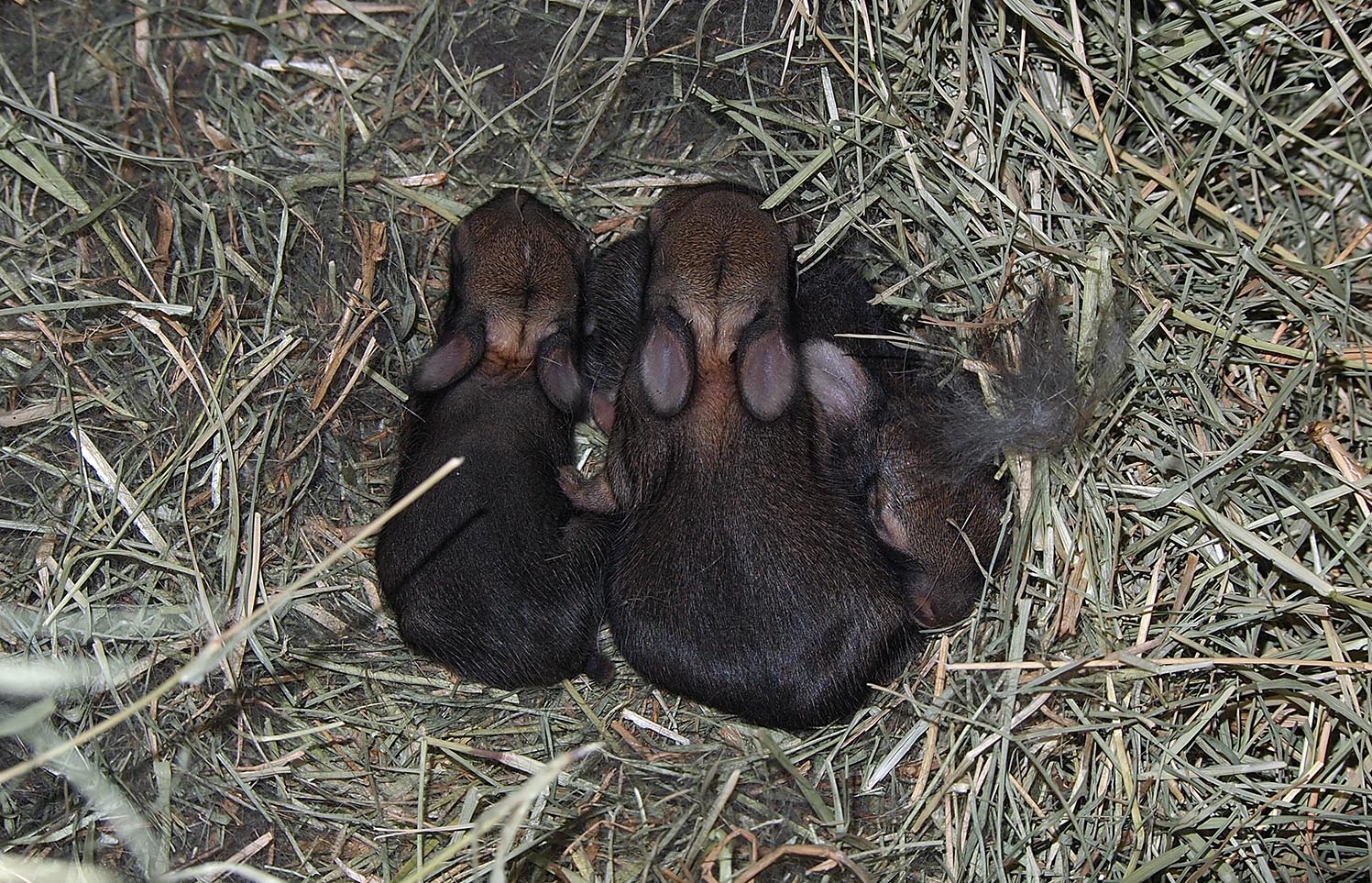 baby bunny -backs copy crop copy.jpg