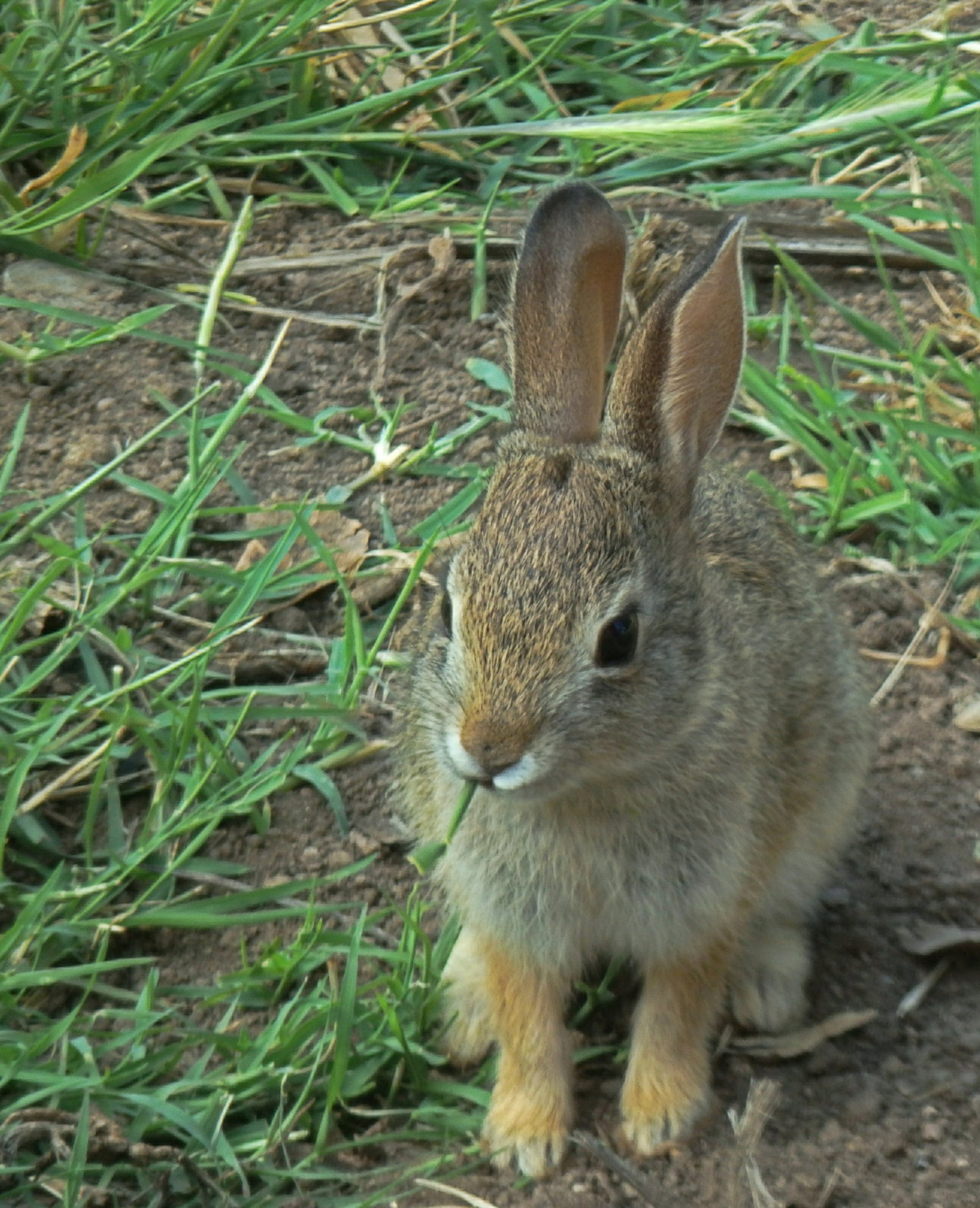 baby bunnyx2 crop.jpg