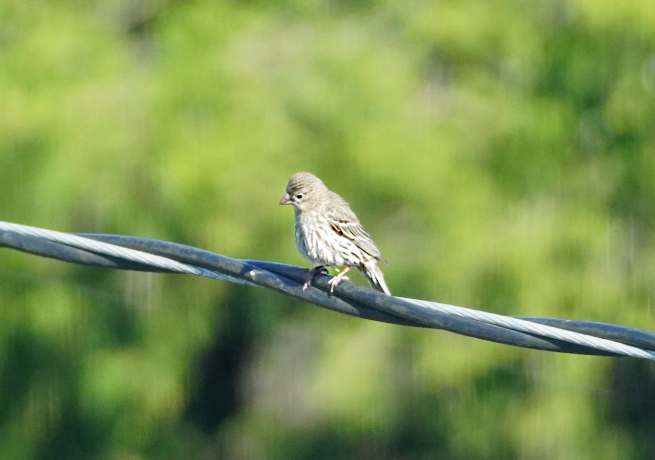 Baby finch.jpg