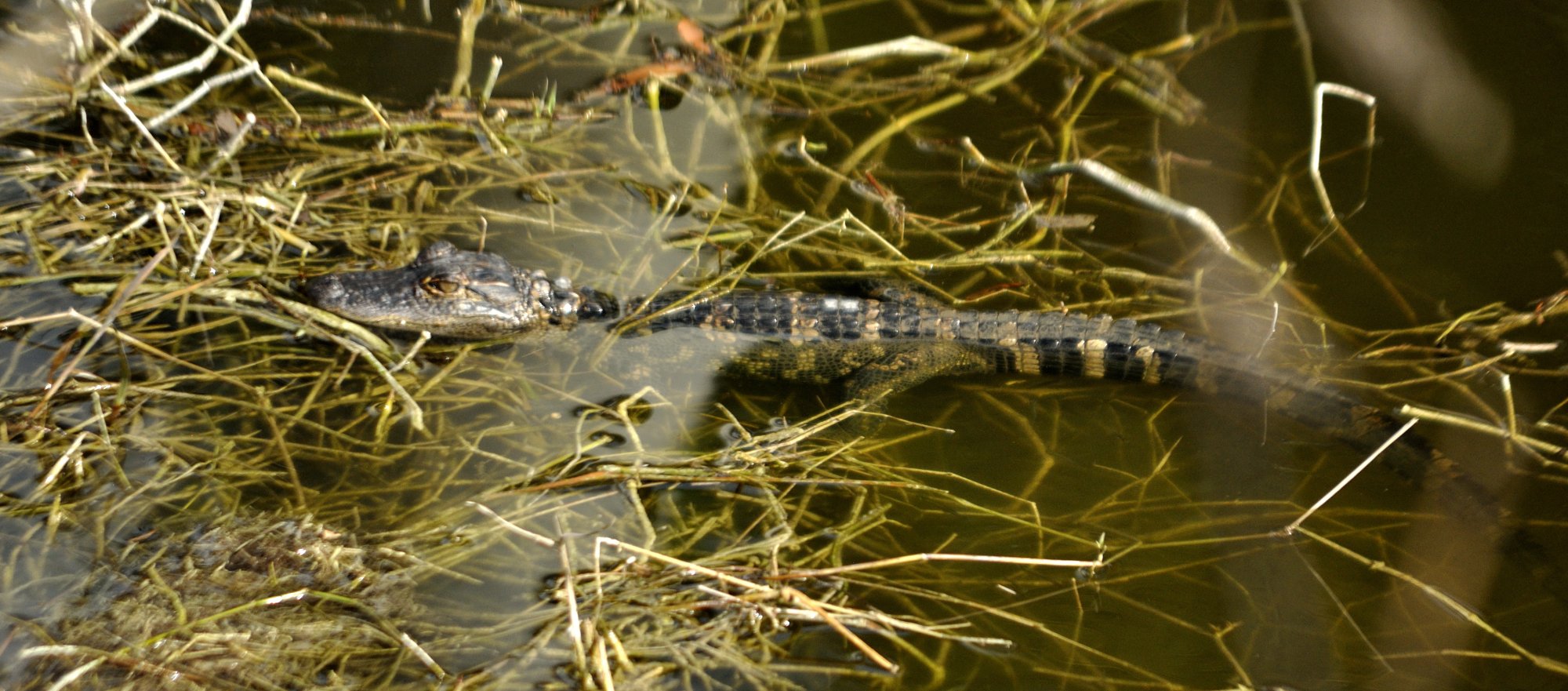 baby gator_a.JPG