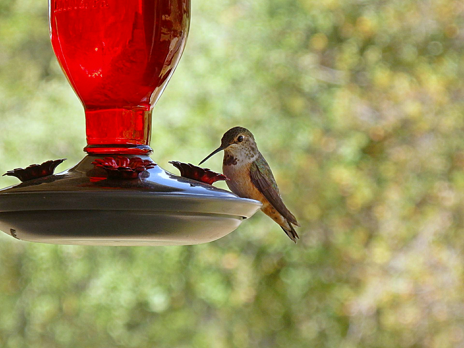 baby hummer on feeder copyx.jpg