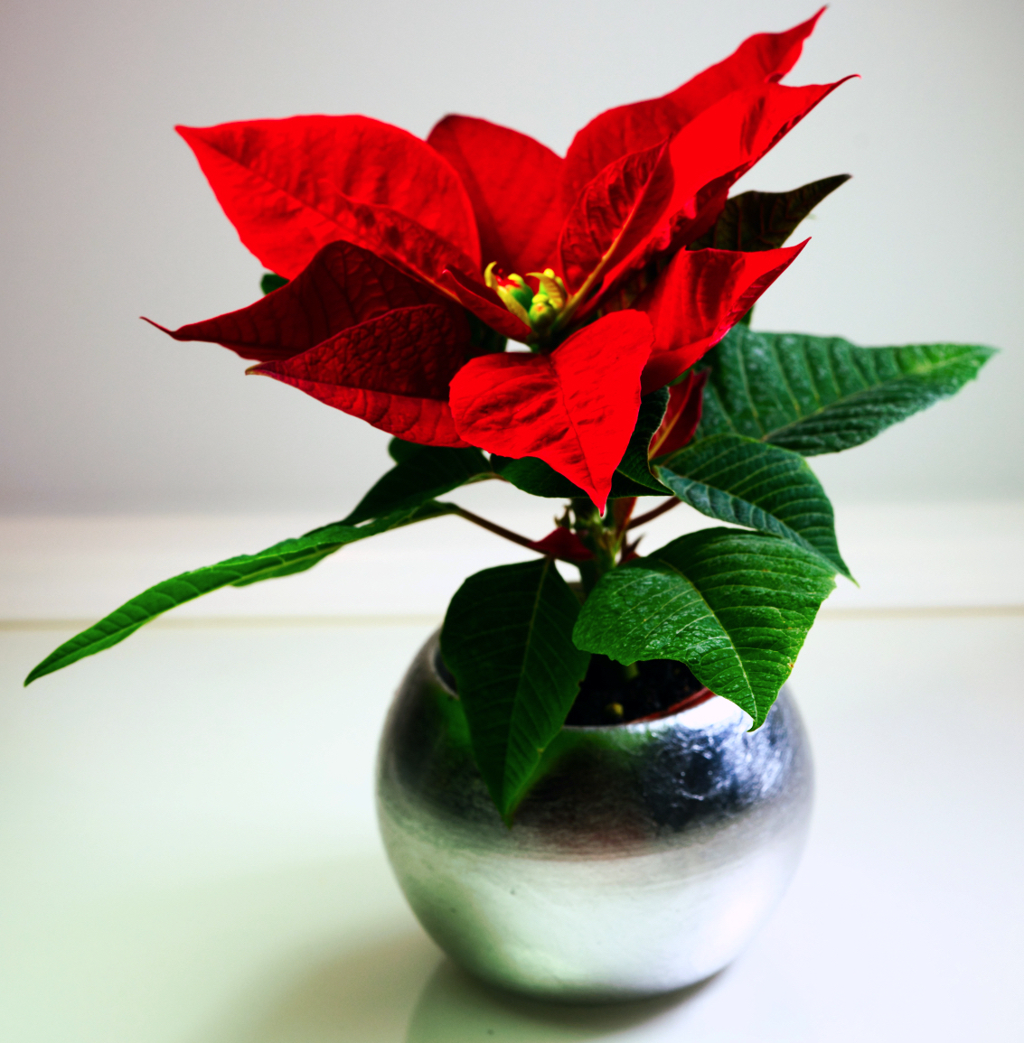 Baby Poinsettia II 2.jpeg