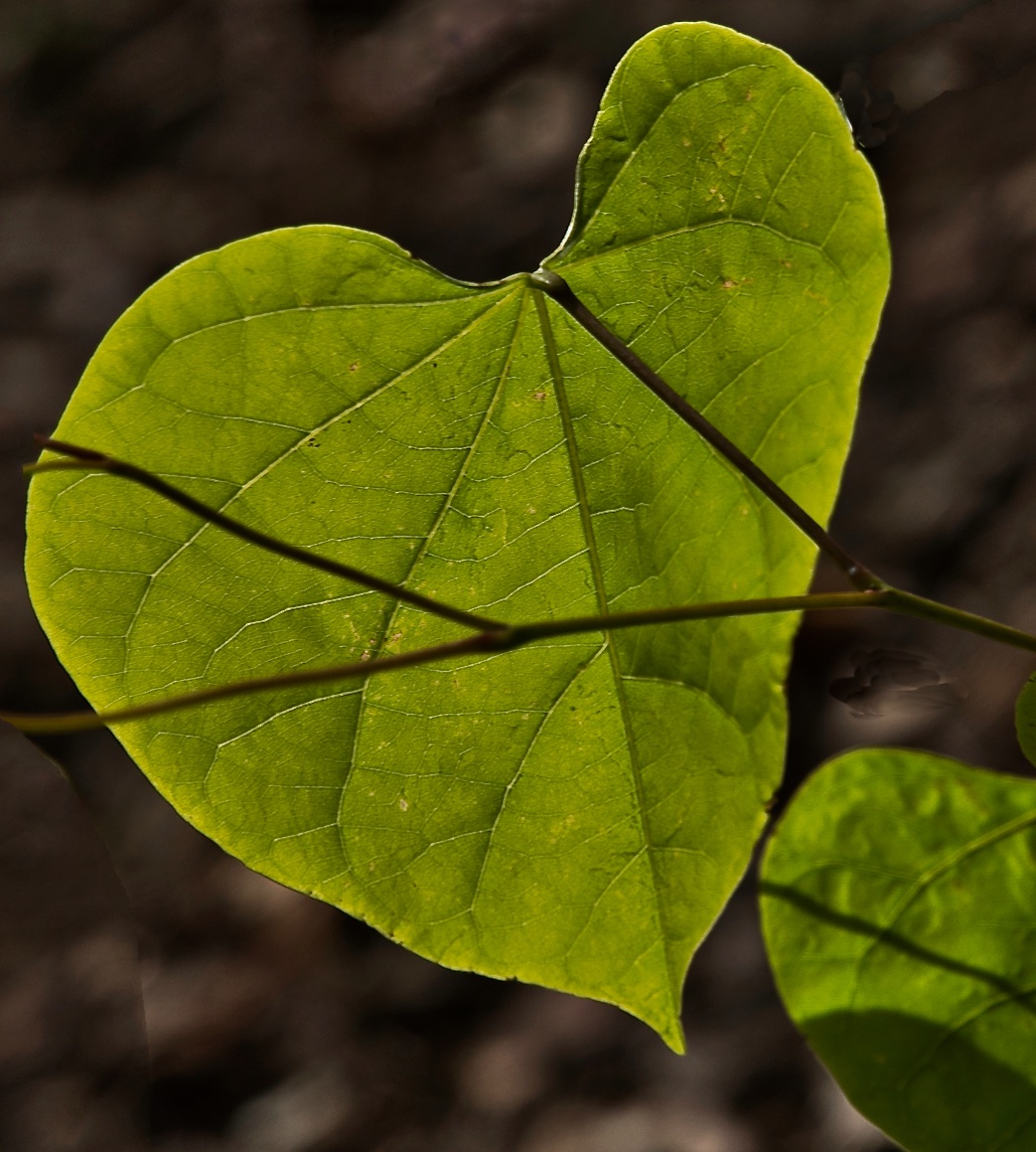 Backlit Leaf.jpg