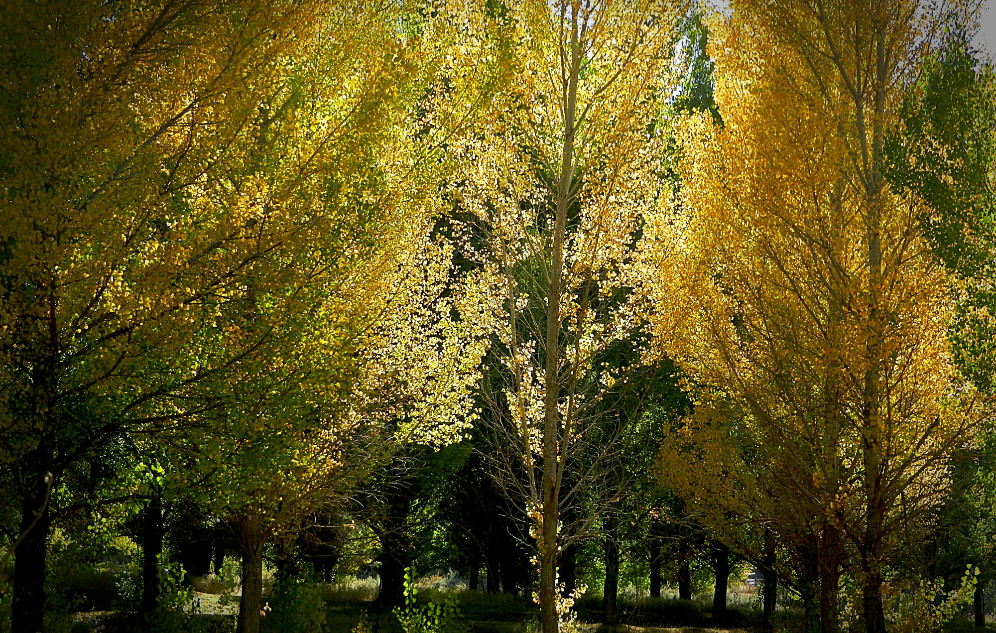 backlit poplars xv.jpg