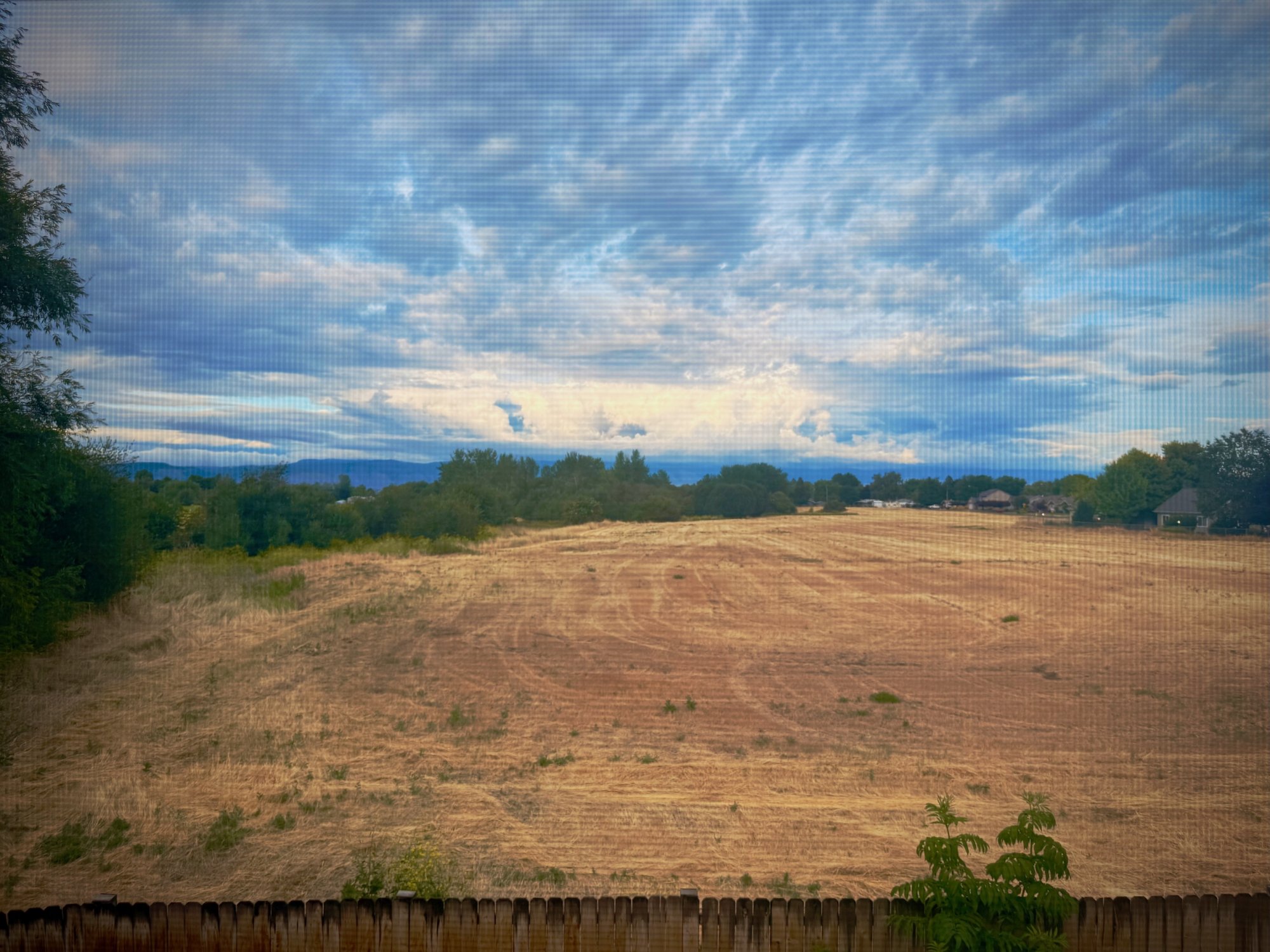 backyard - 1.jpeg