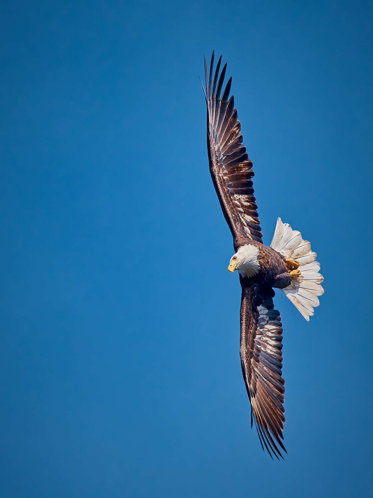 Bald Eagle  1.jpg