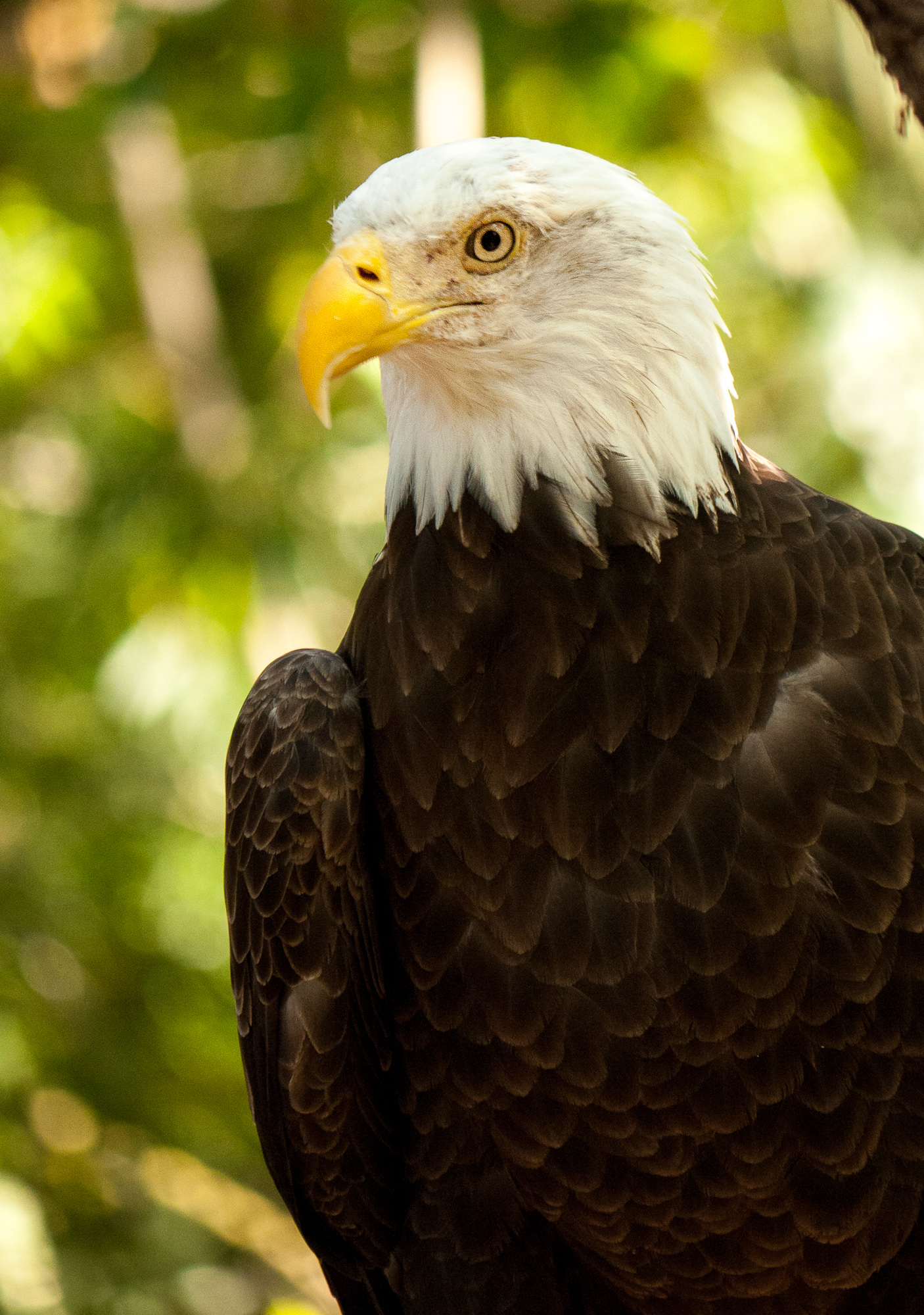 bald eagle.jpg