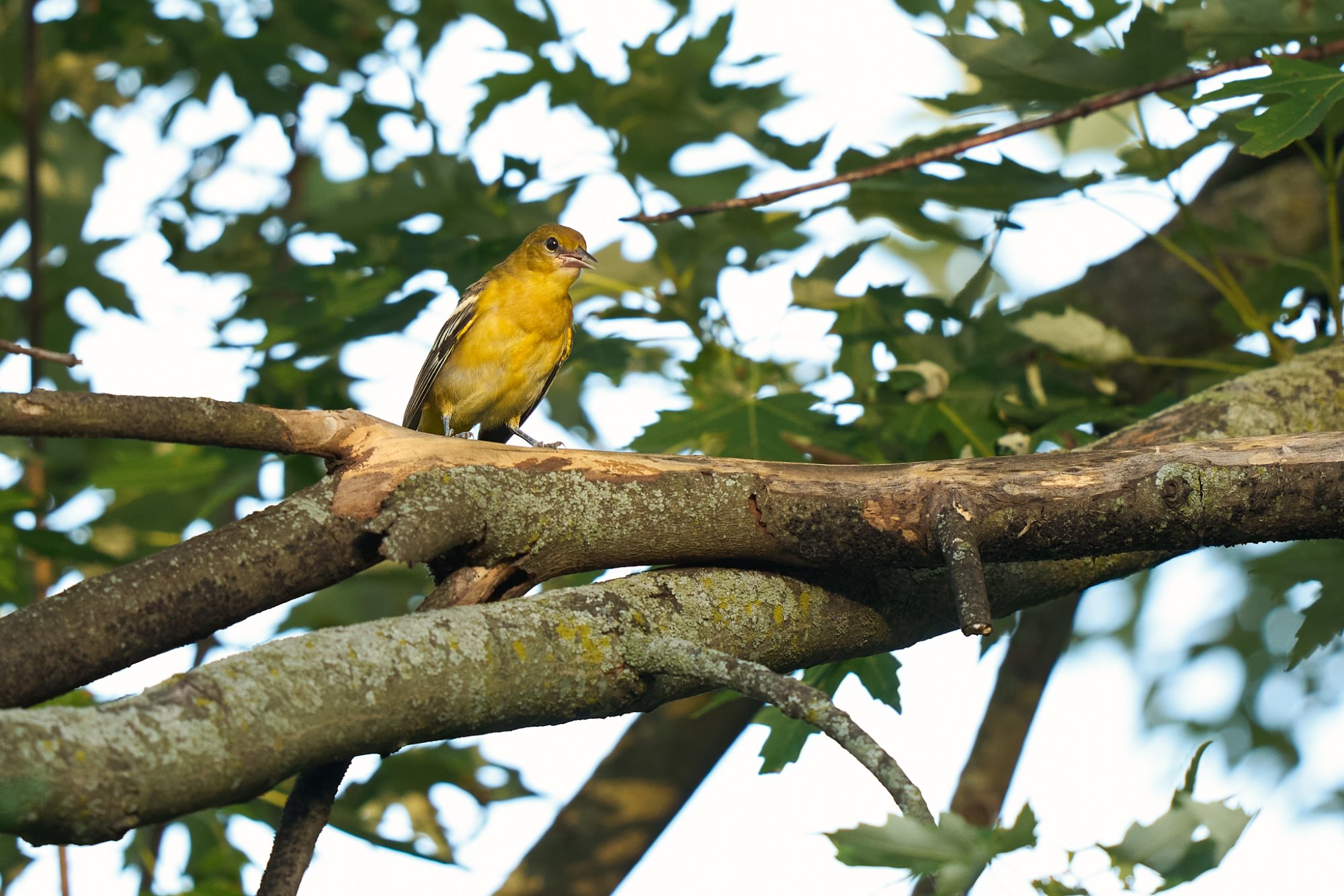 baltimore-oriole-0178-24-06-26.jpg