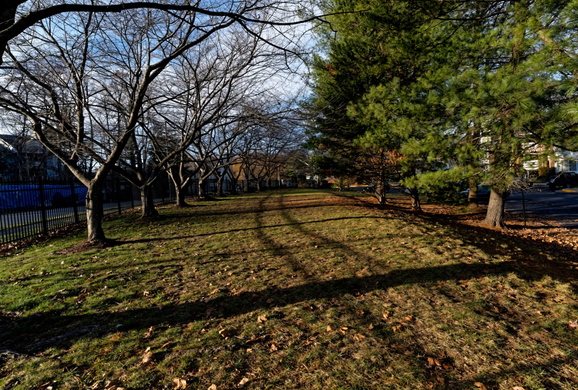 Bare Trees and Long Shadows.jpeg