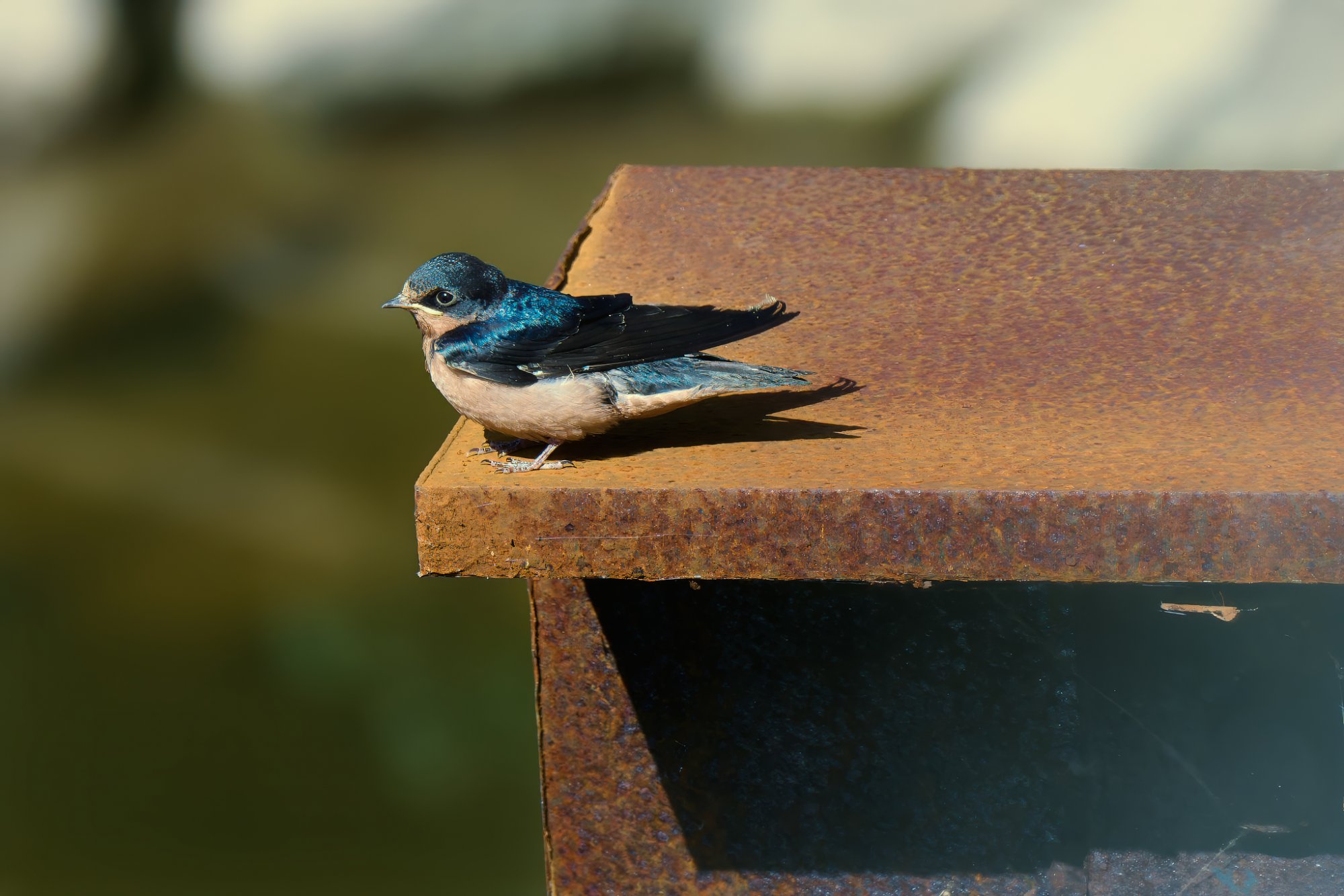 barn-swallow-0299-24-08-13.jpg