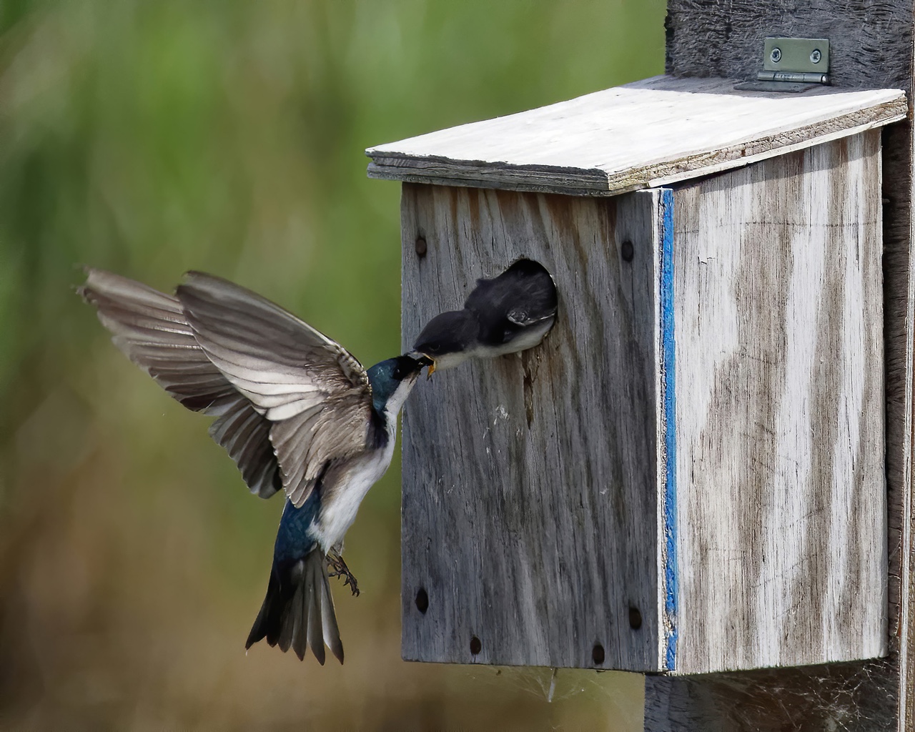 Barn swallow 1280.jpeg