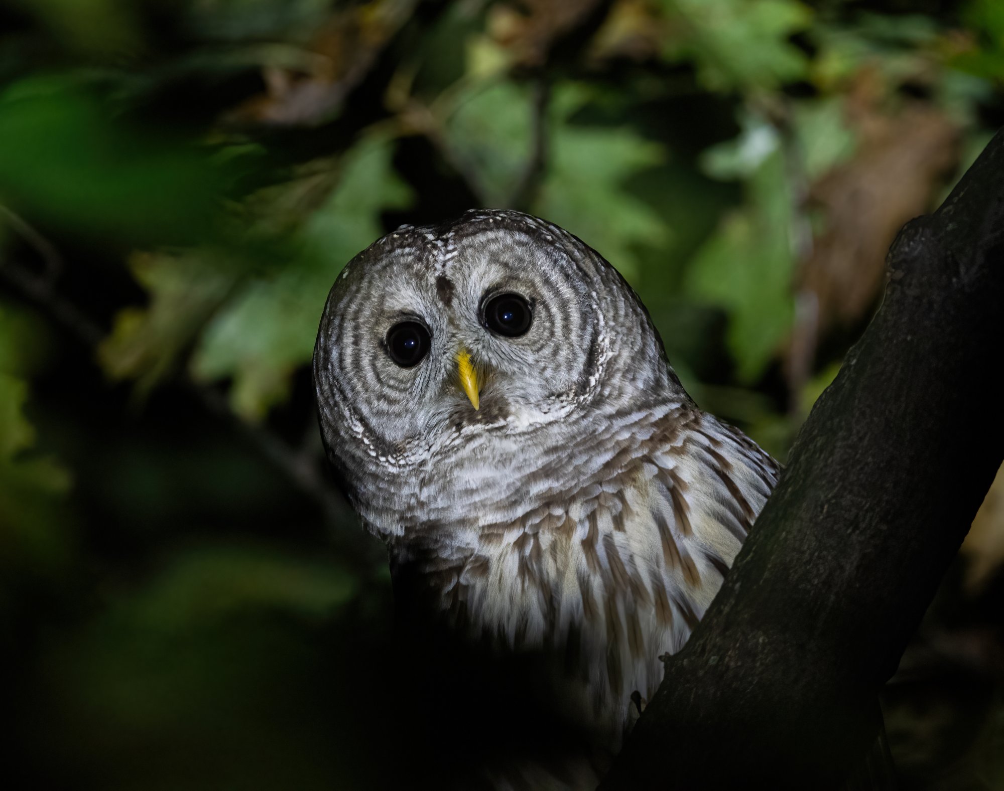 barred_owl_11-5-2020-1.jpg