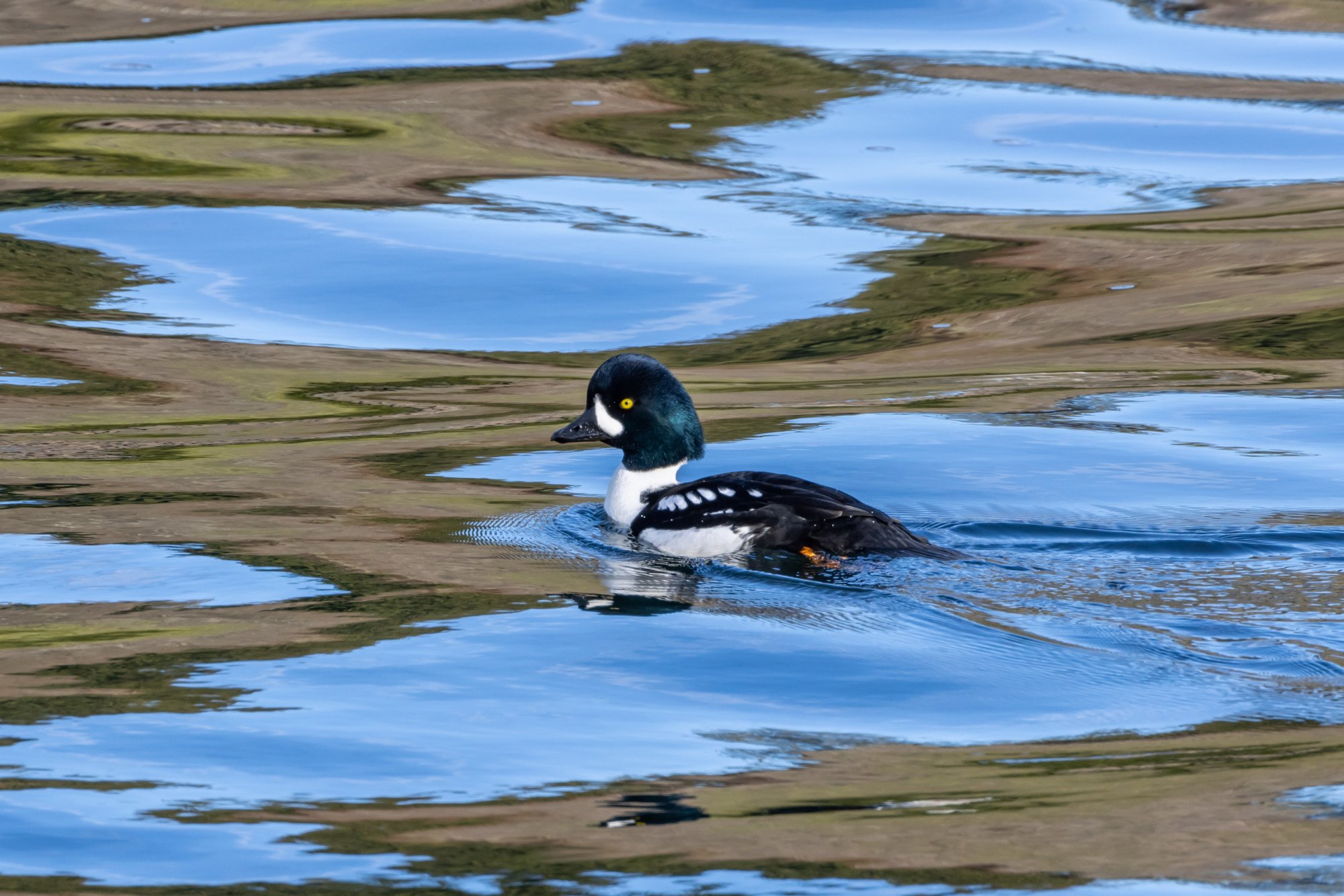 Barrow's Goldeneye.jpg