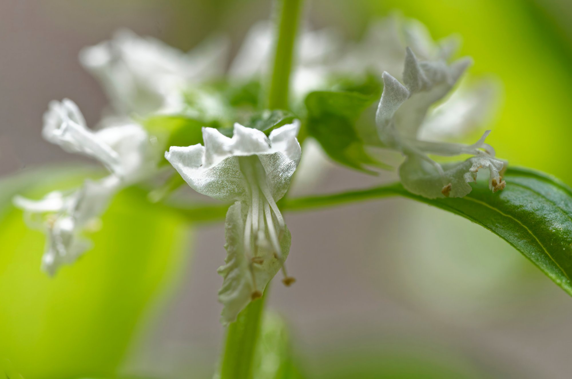 Basil Flowers.jpeg