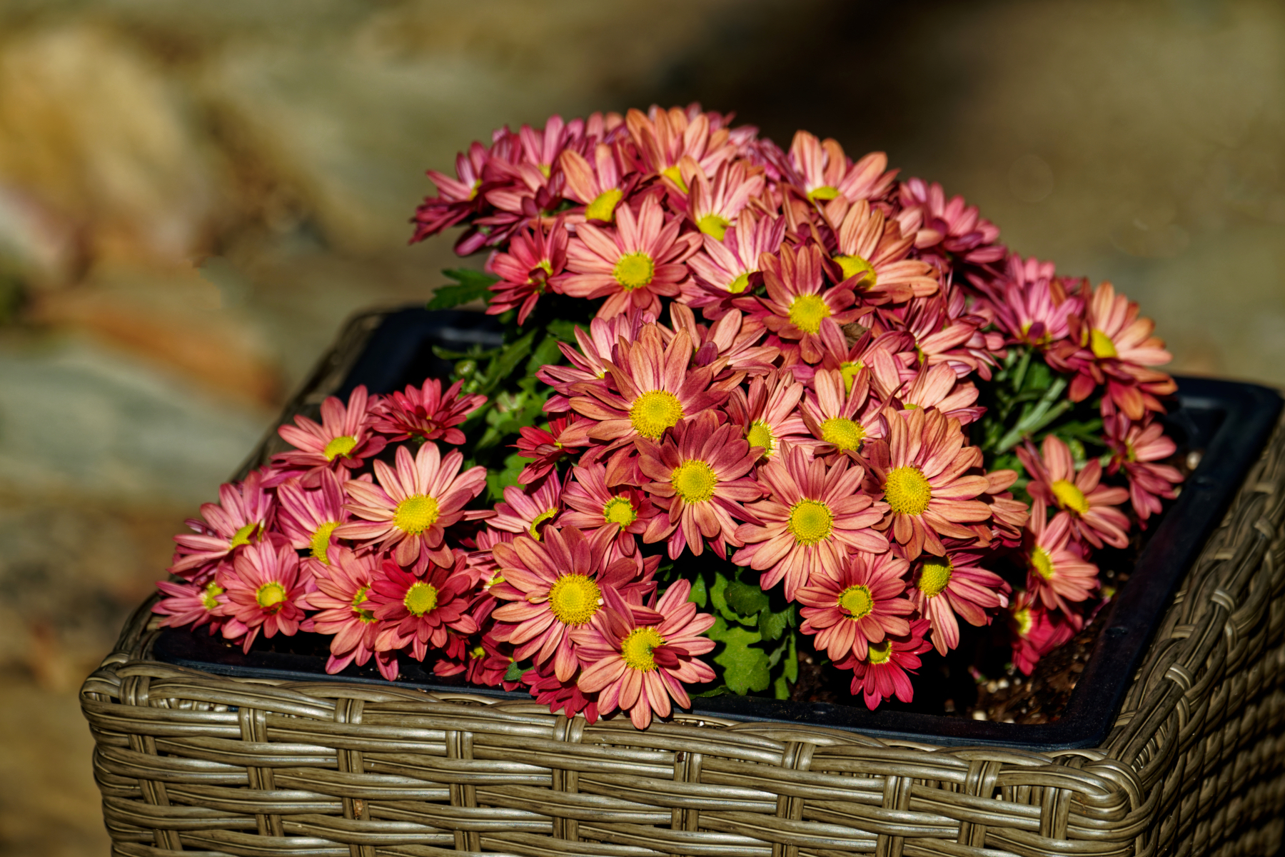 Basket Full of Fall Flowers.jpeg