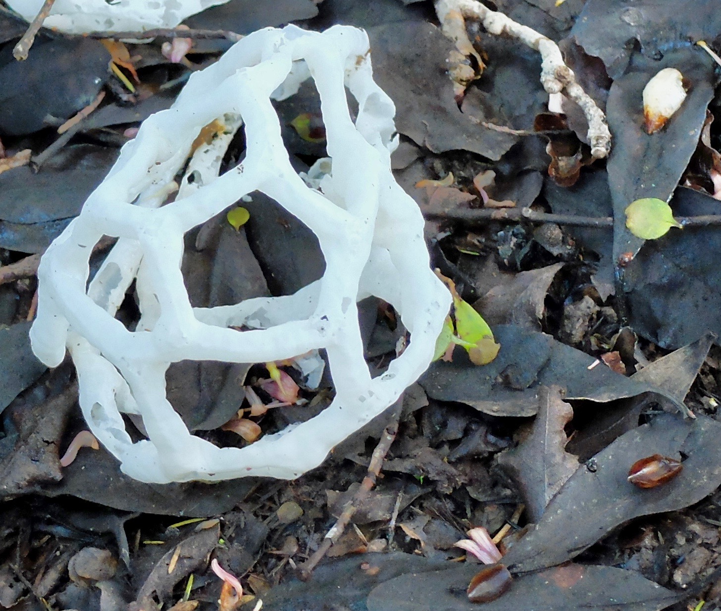 Basket Fungus.jpg