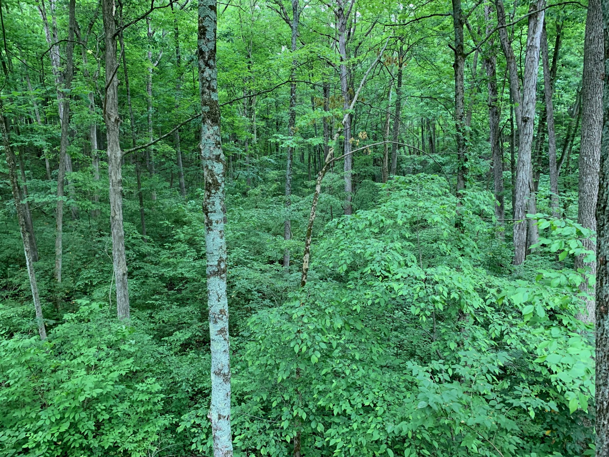 Battelle Darby Creek - Camp Chase Trail - Woods near trail 2.jpeg